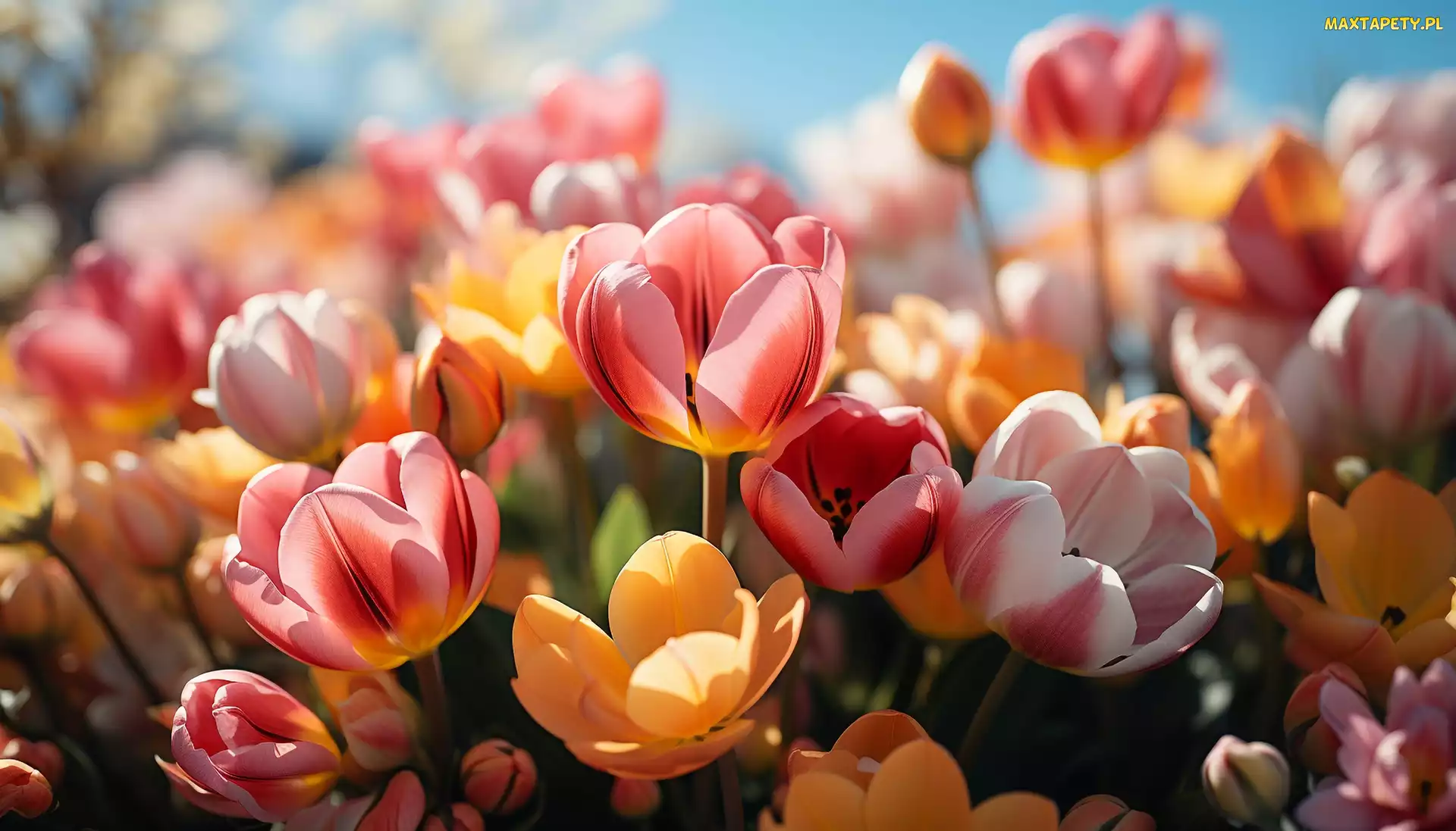Grafika, Kwiaty, Kolorowe, Tulipany