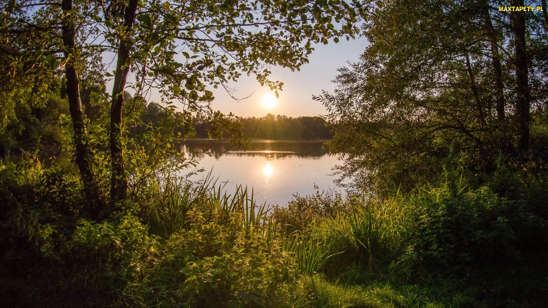 Promienie słońca, Niebo, Drzewa, Las, Jezioro, Zarośla