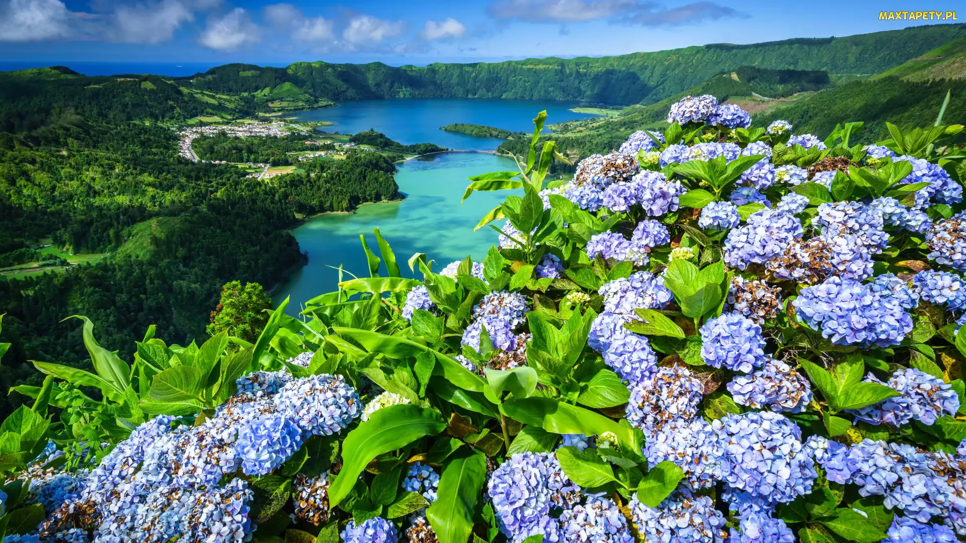 Azory, Jezioro Verde, Hortensje, Portugalia, Jezioro Azul, Kwiaty, Jeziora