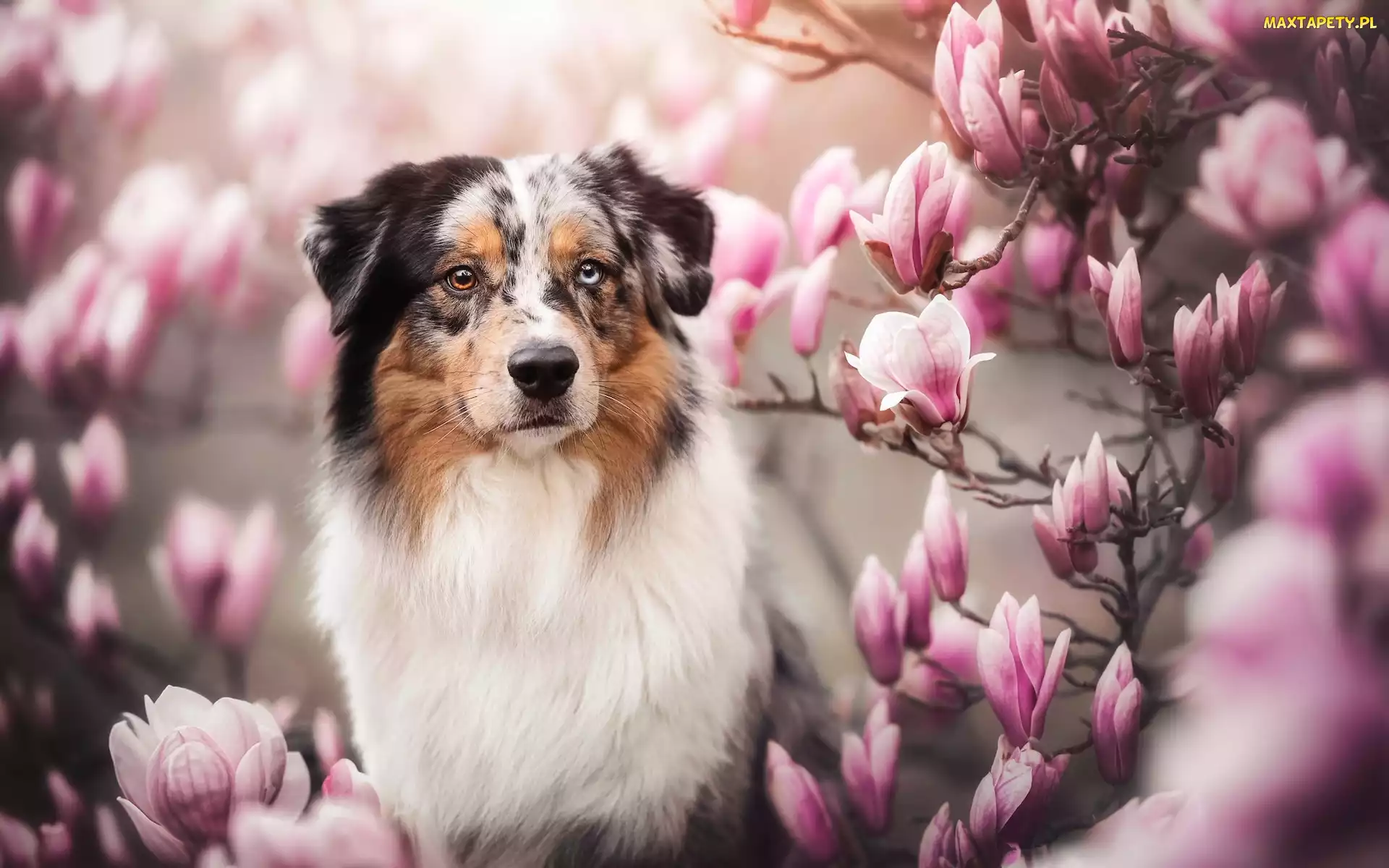 Magnolia, Kwiaty, Pies, Owczarek australijski