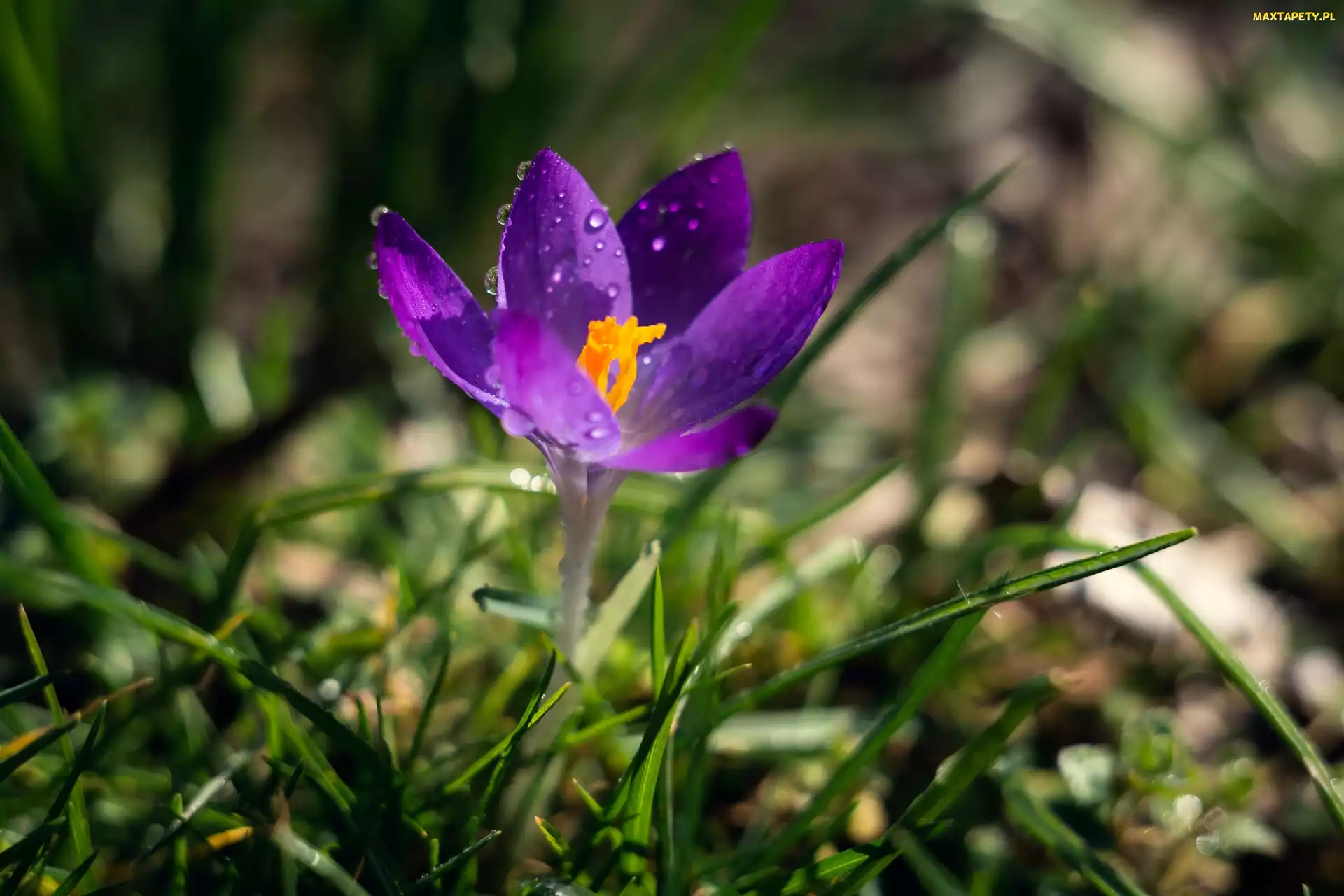 Fioletowy, Trawa, Krople, Krokus, Kwiat