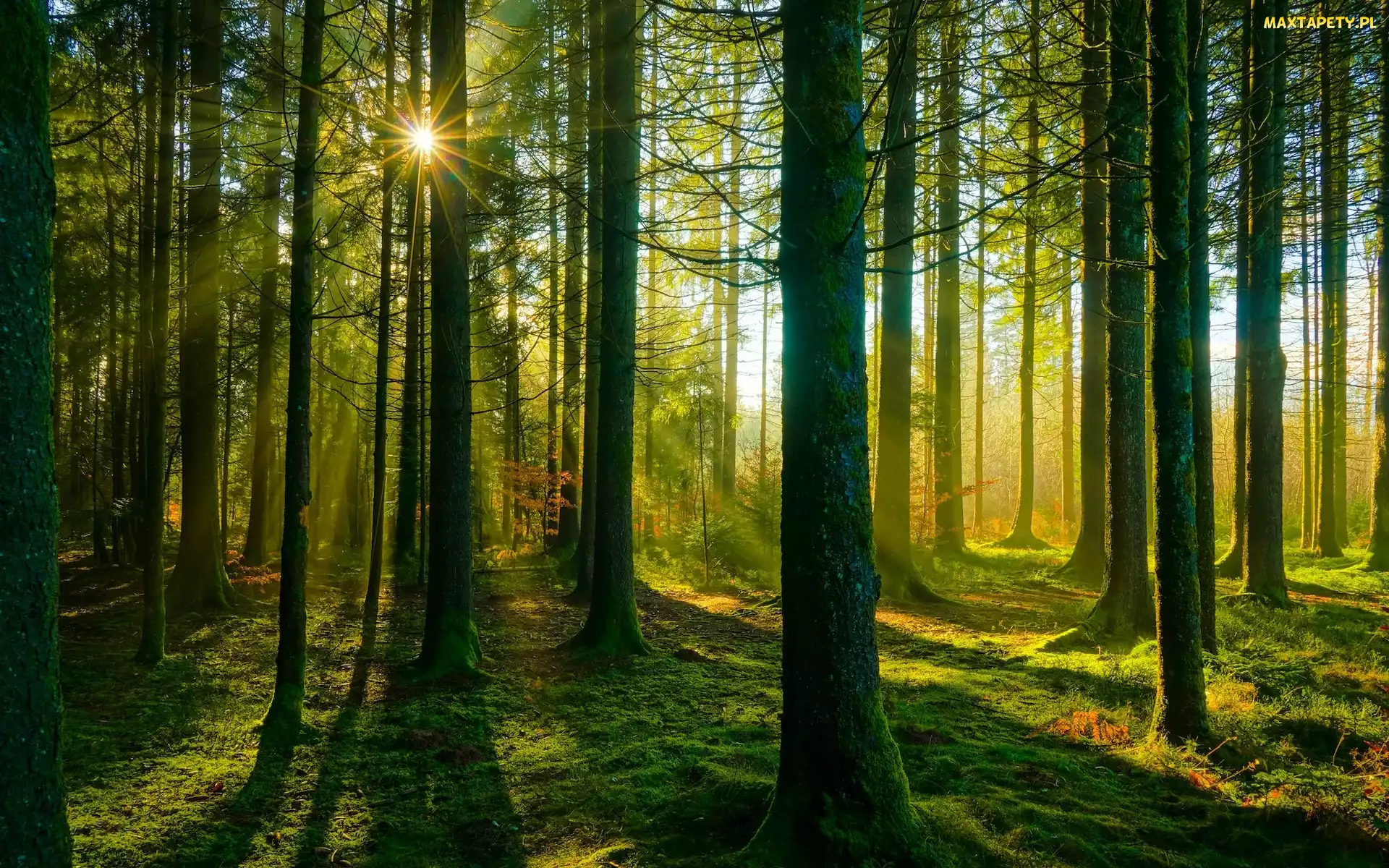 Promienie słońca, Drzewa, Las, Omszałe