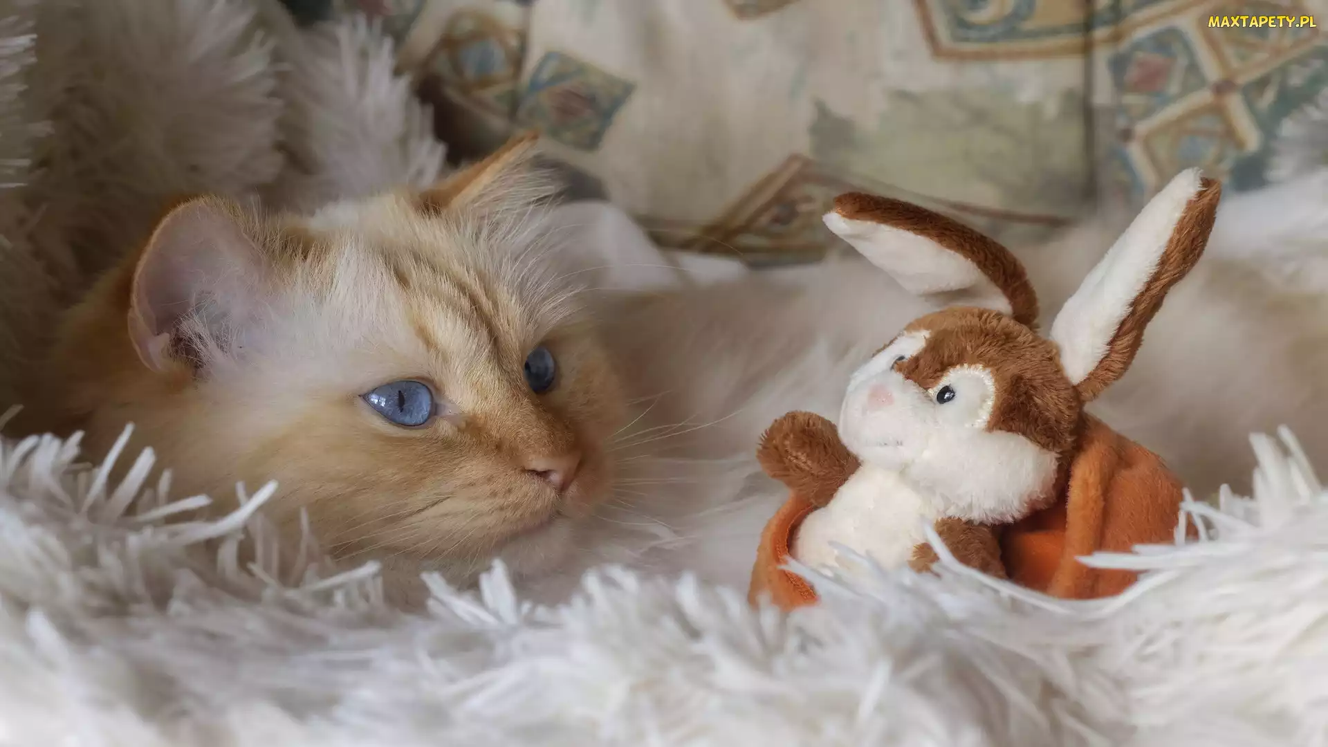 Kot, Maskotka, Niebieskooki