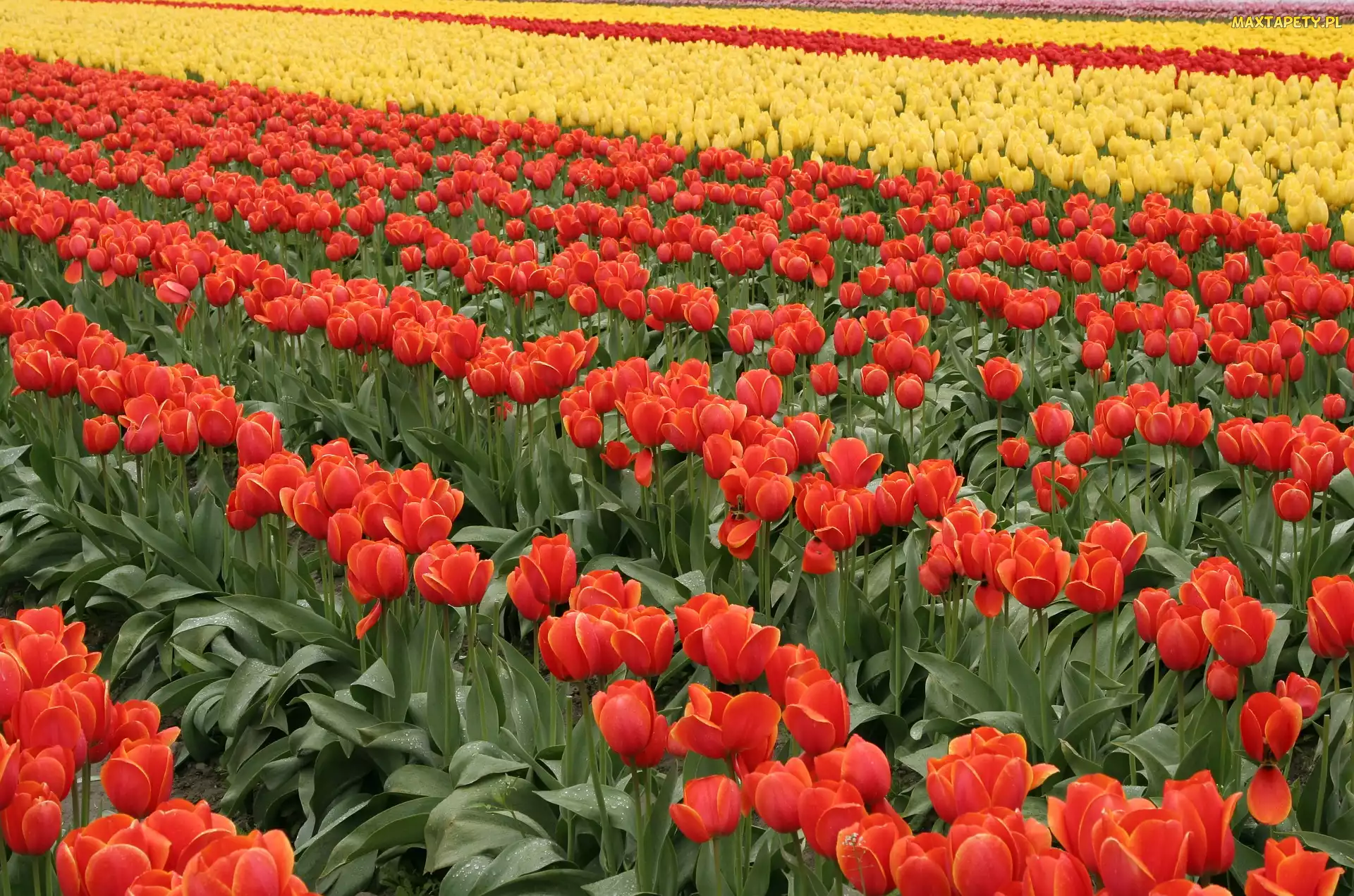 Tulipany, Plantacja, Żółte, Czerwone, Kwiaty