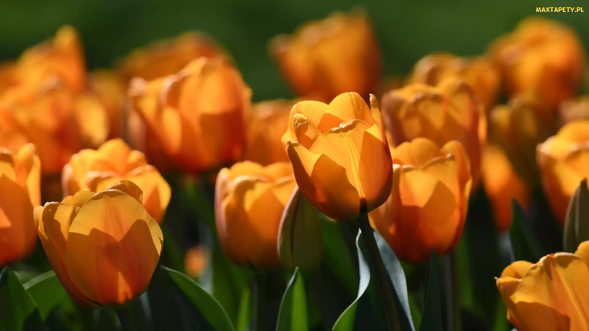 Pomarańczowe, Tulipany, Kwitnące