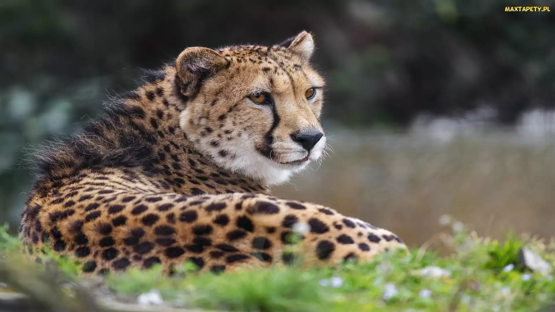 Trawa, Zielona, Leżący, Gepard