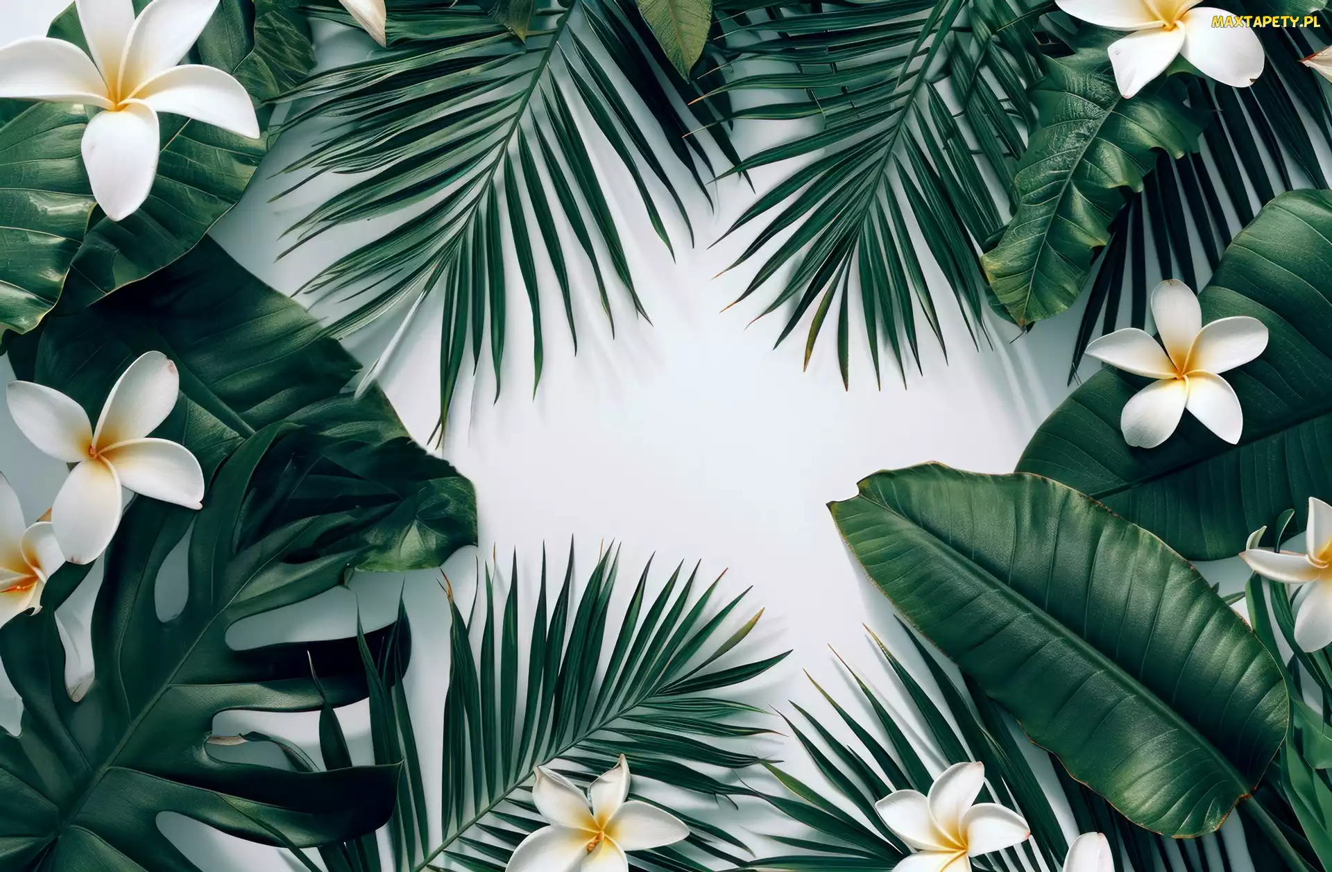 Kwiaty, Grafika, Liście, Zielone, Plumeria