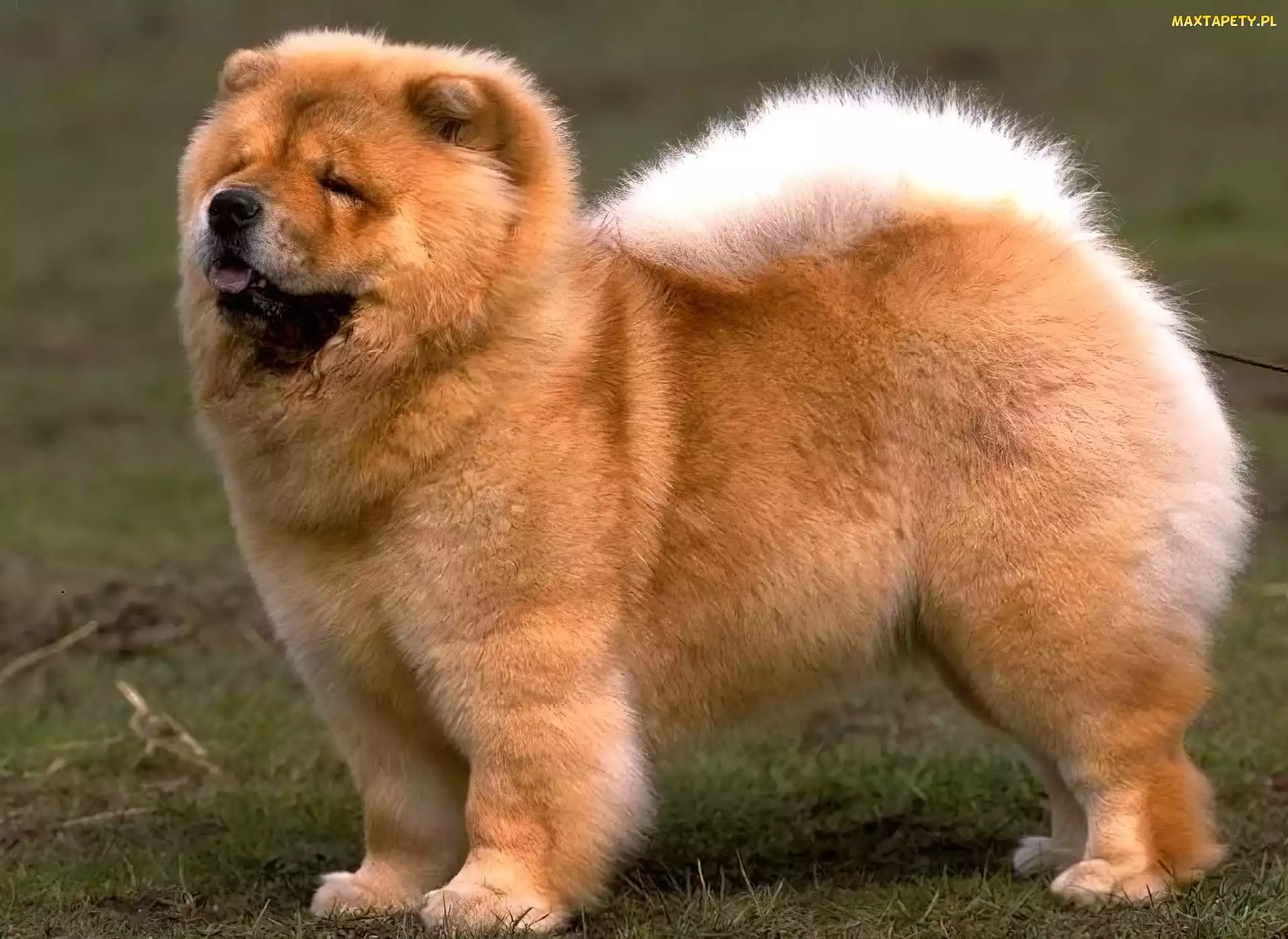 Pies, Chow chow