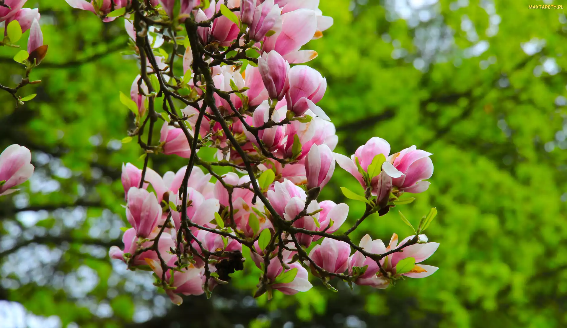 Gałązki, Kwiaty, Magnolia, Rozkwitające