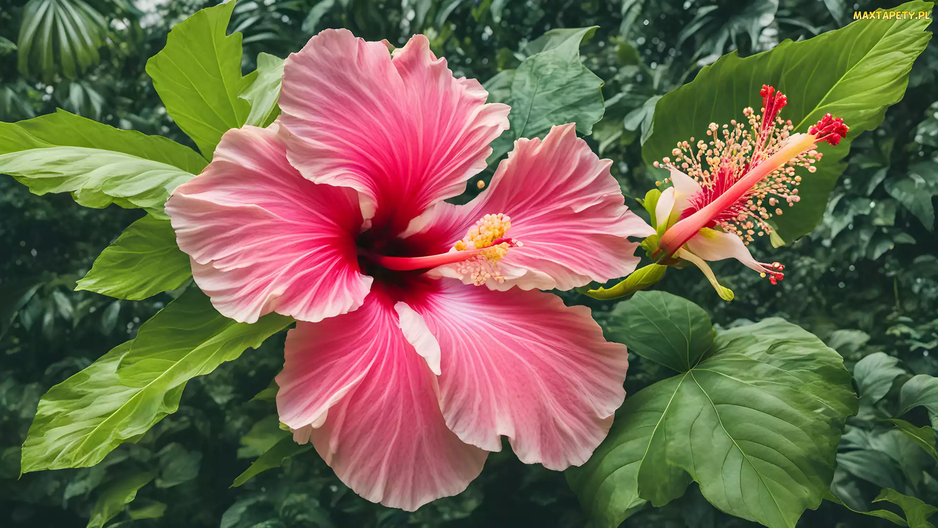 Liście, Zielone, Kwiat, Hibiskus