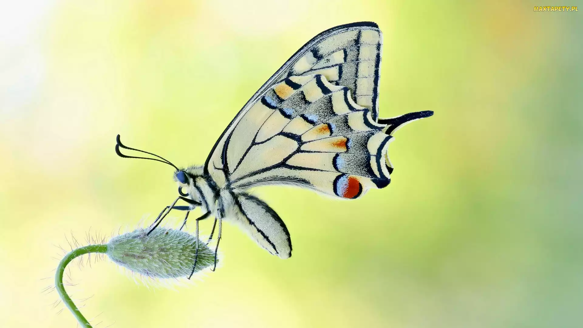 Paź królowej, Pąk, Motyl