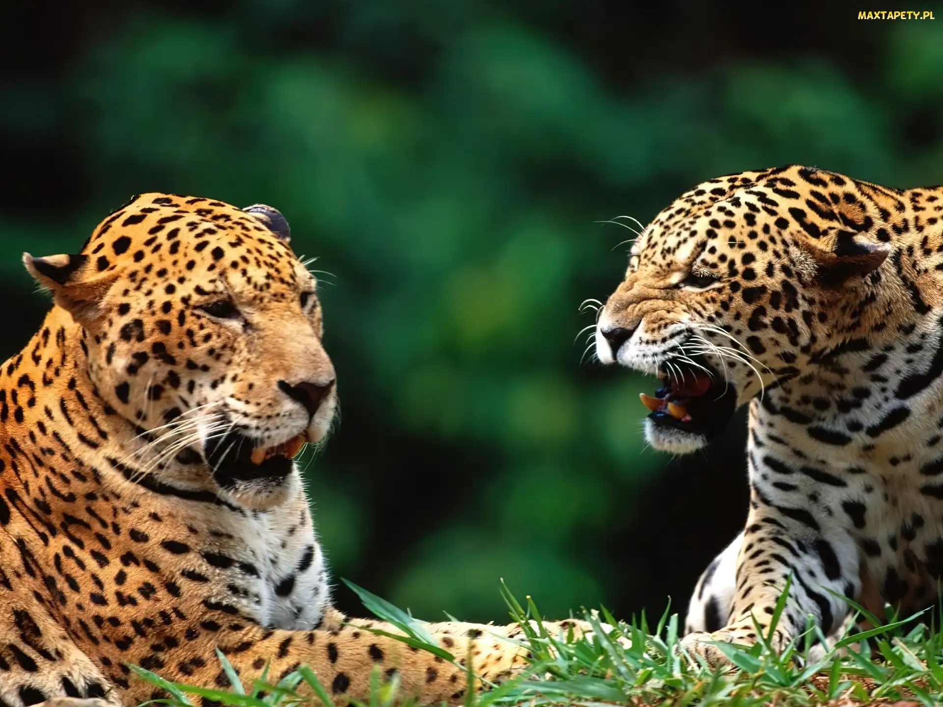 Jaguary, Kły, Dwa