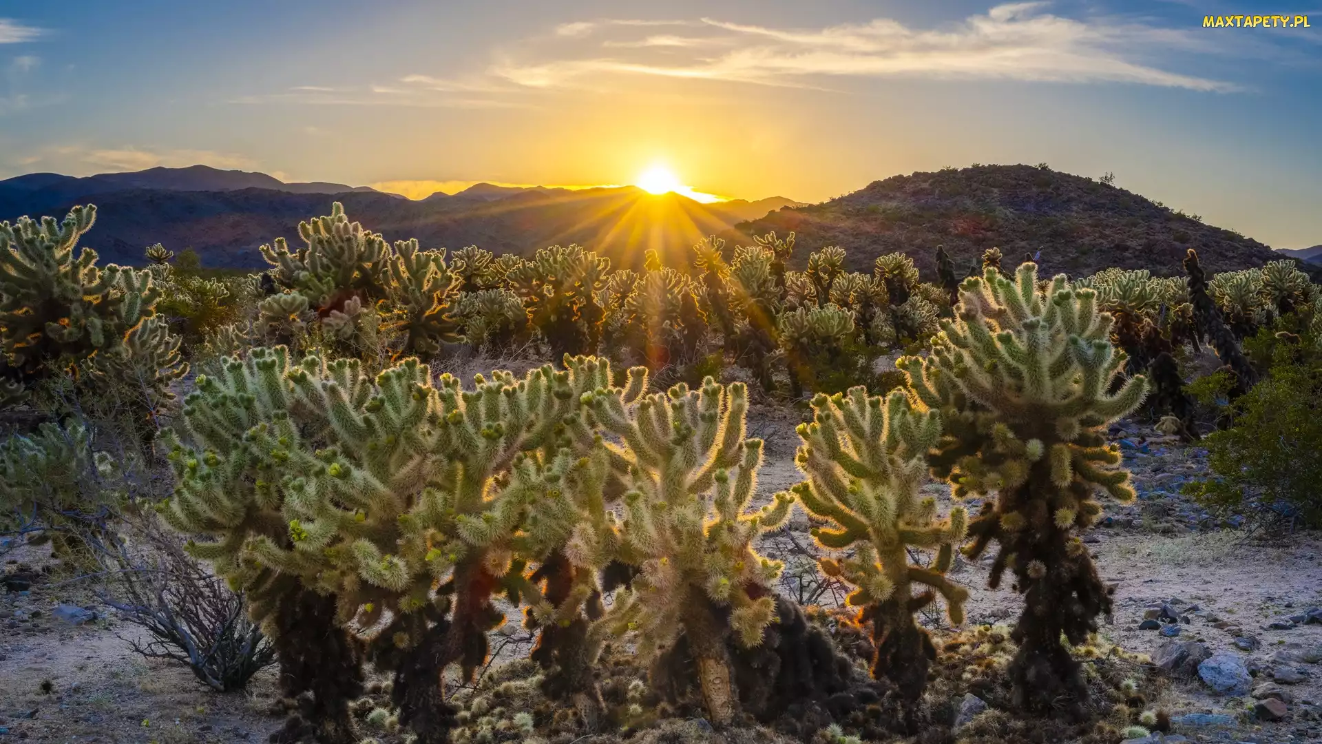 Wschód słońca, Cholla, Kalifornia, Stany Zjednoczone, Park Narodowy Joshua Tree, Kaktusy