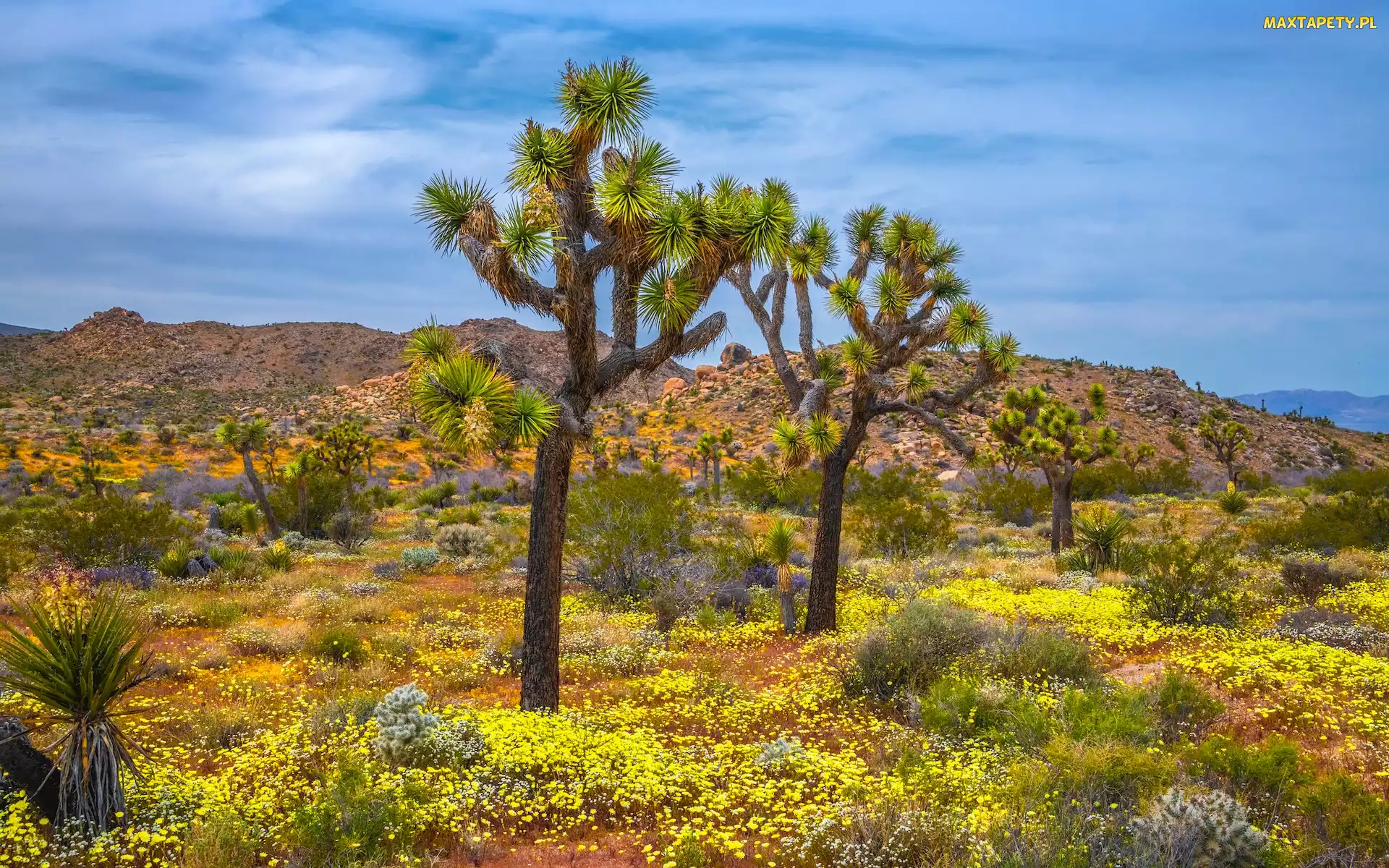 Roślinność, Drzewo Jozuego, Kalifornia, Wzgórza, Jukki krótkolistne, Stany Zjednoczone, Park Narodowy Joshua Tree