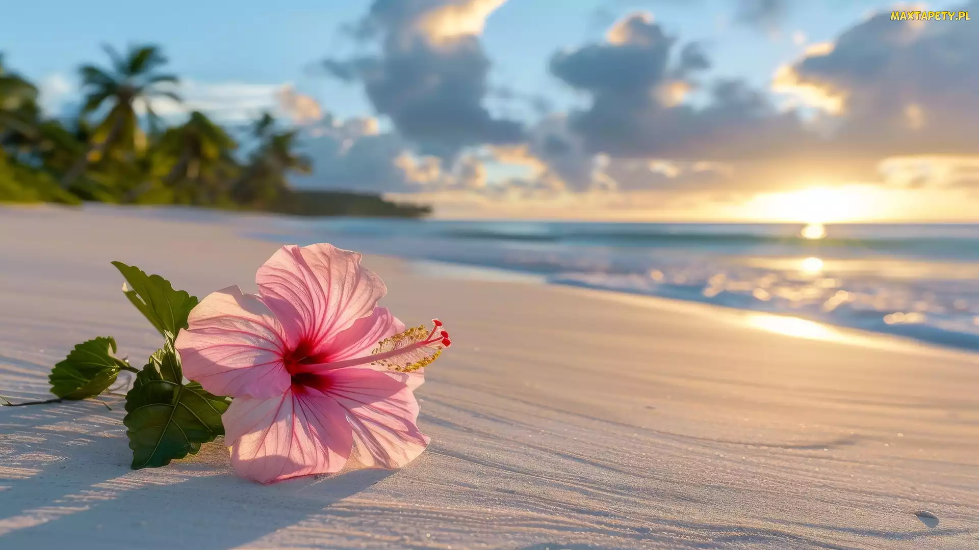Plaża, Piasek, Kwiat, Hibiskus