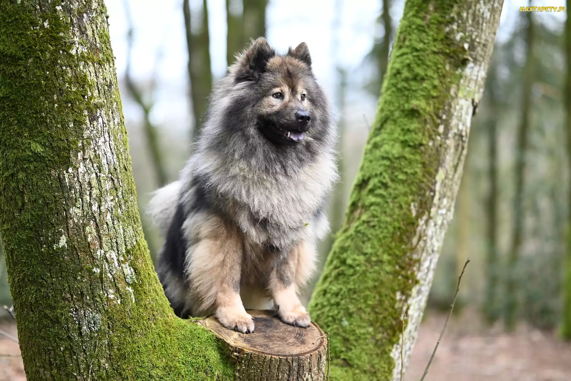 Szpic eurasier, Drzewo, Pies