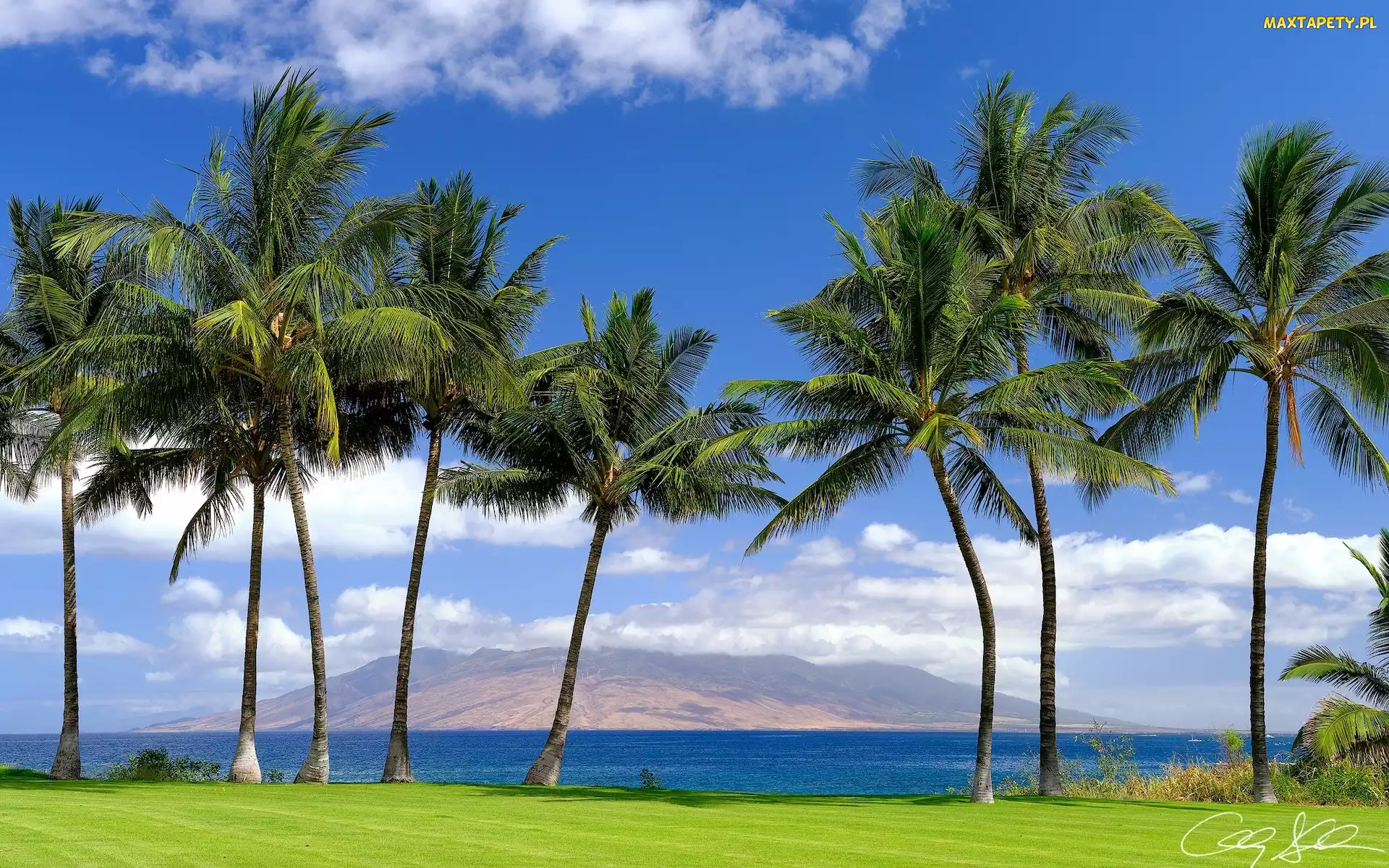 Hawaje, Palmy, Morze, Maui, Stany Zjednoczone