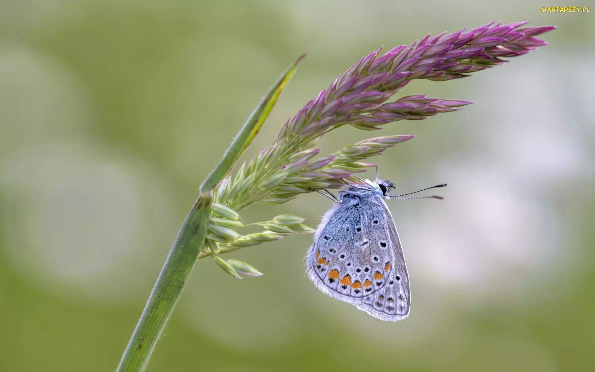 Roślina, Kwiat, Motyl, Modraszek ikar