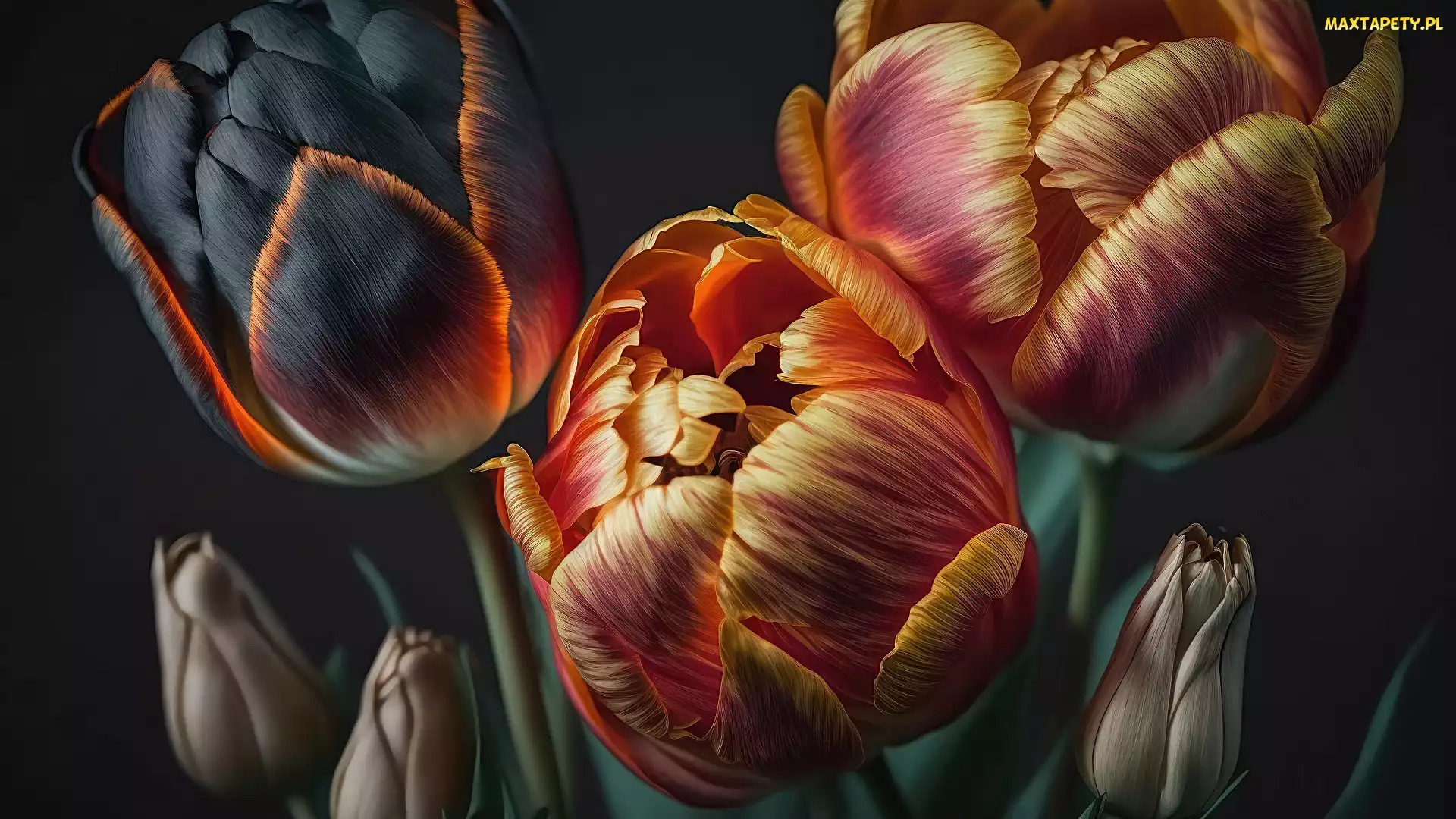 Wielokolorowe, Tulipany, Kwiaty