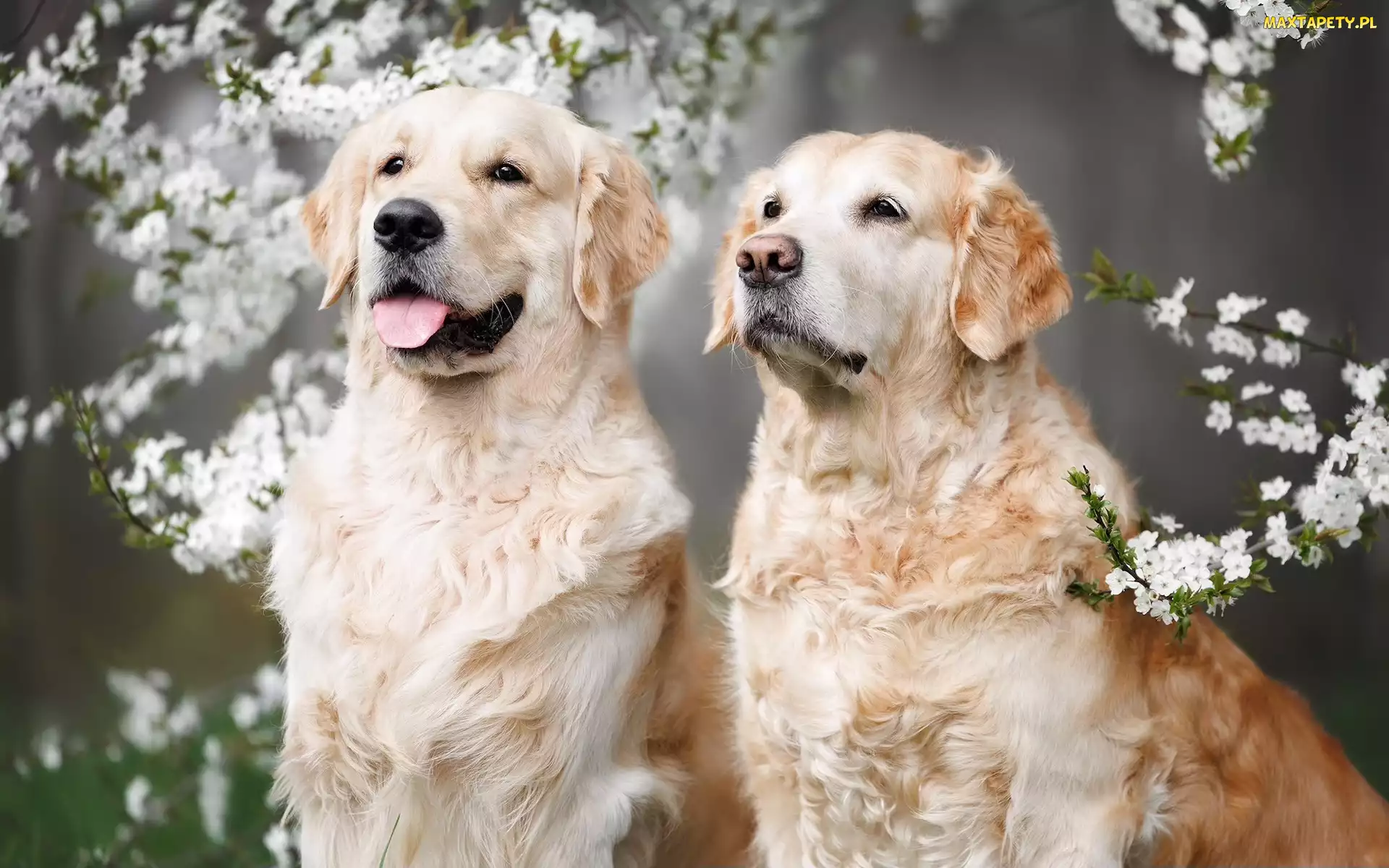 Golden retriever, Kwiaty, Gałązki, Dwa, Psy