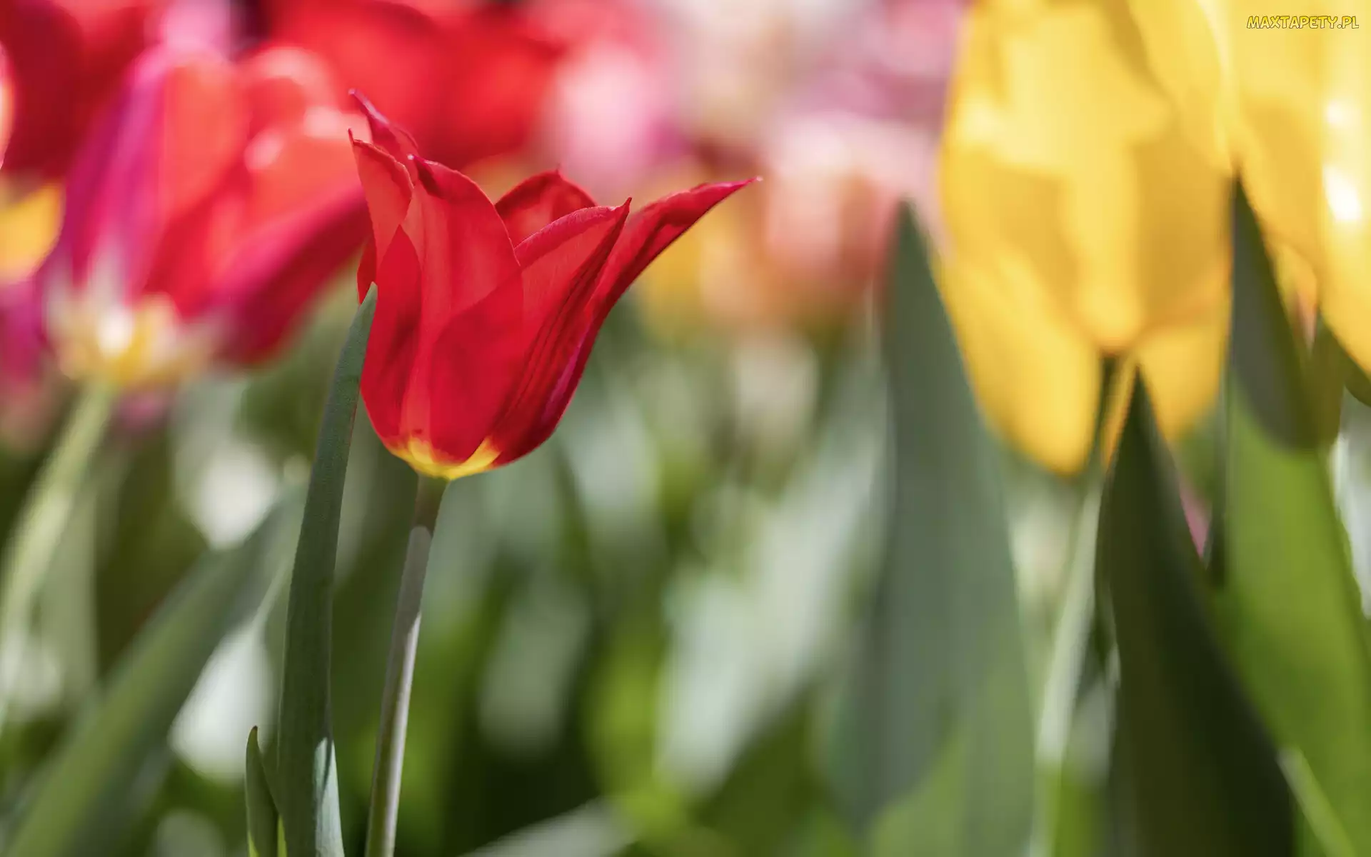 Tulipan, Czerwony, Rozświetlony, Rozkwitający
