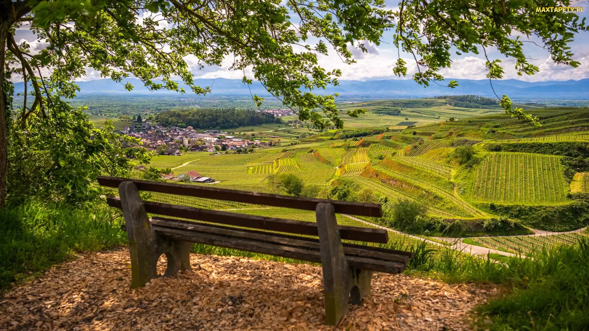 Vogtsburg, Kaiserstuhl, Ławka, Niemcy, Winnice, Drzewo, Pola