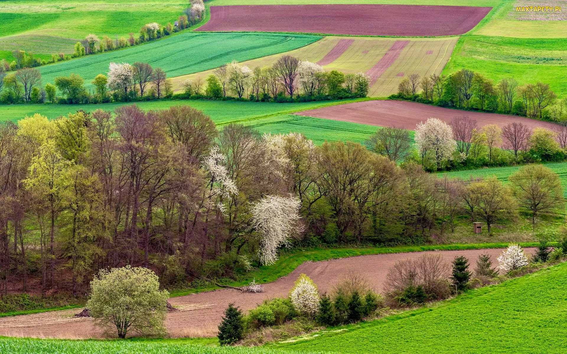 Drzewa, Wiosna, Pola