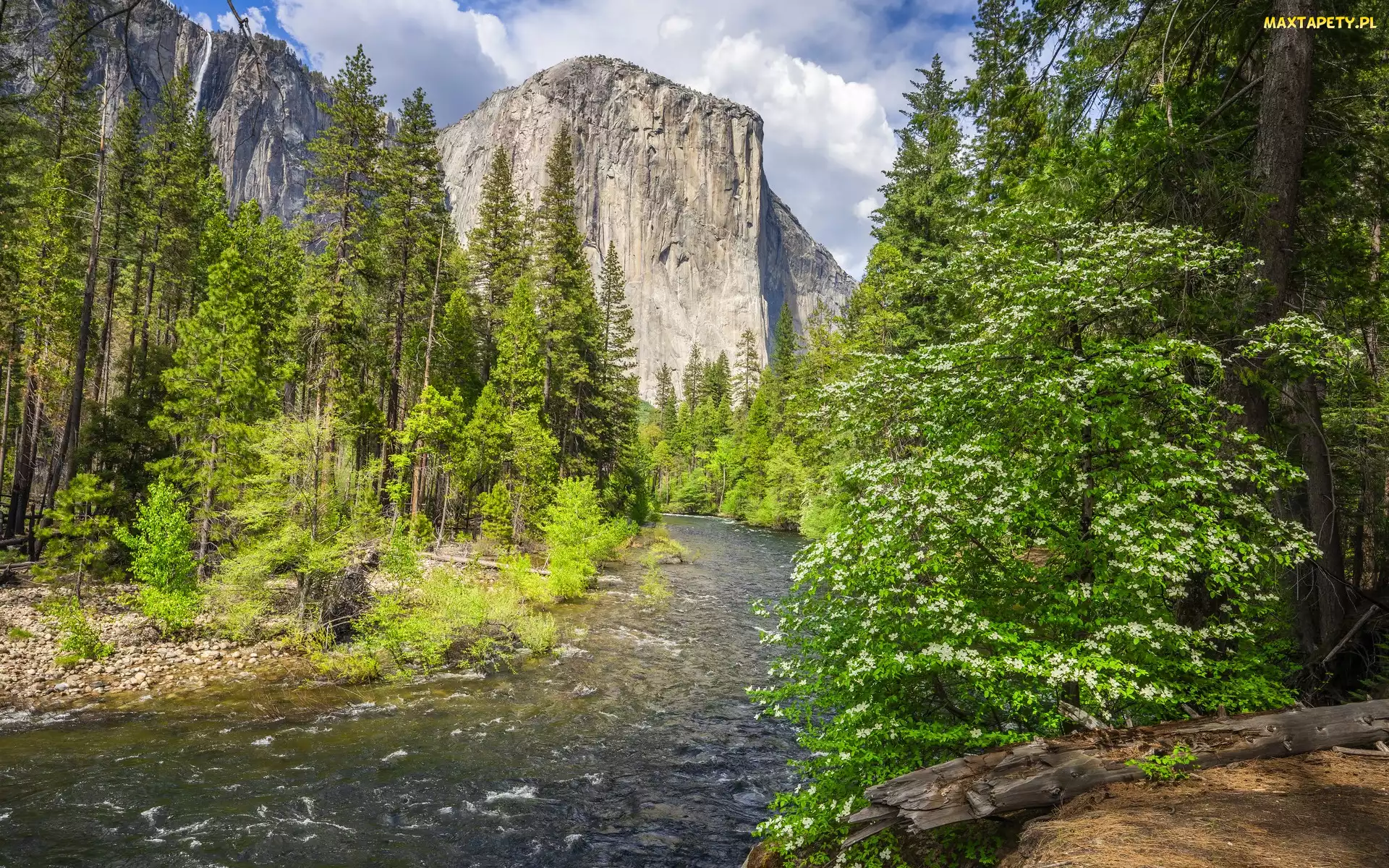 Stany Zjednoczone, Drzewa, Rzeka, Krzewy, Merced River, El Capitan, Kalifornia, Park Narodowy Yosemite, Góra