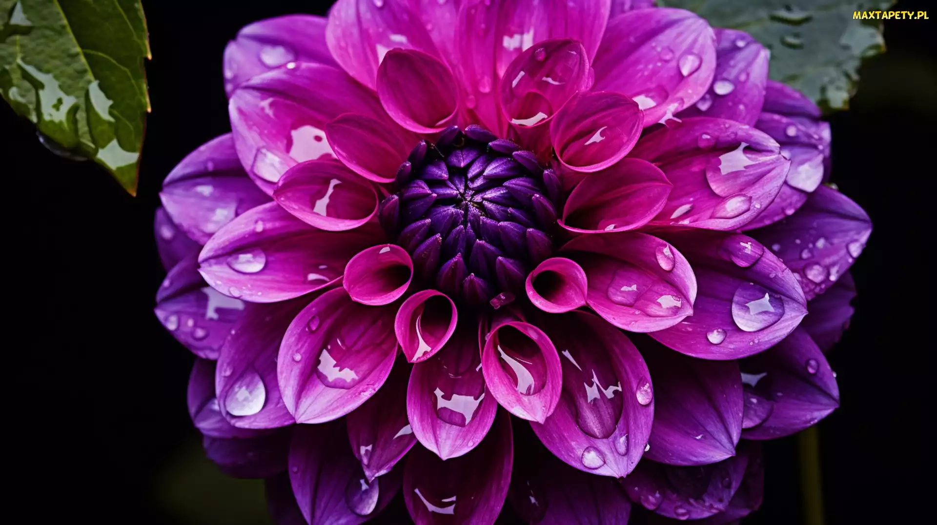 Dalia, Krople, Fioletowa