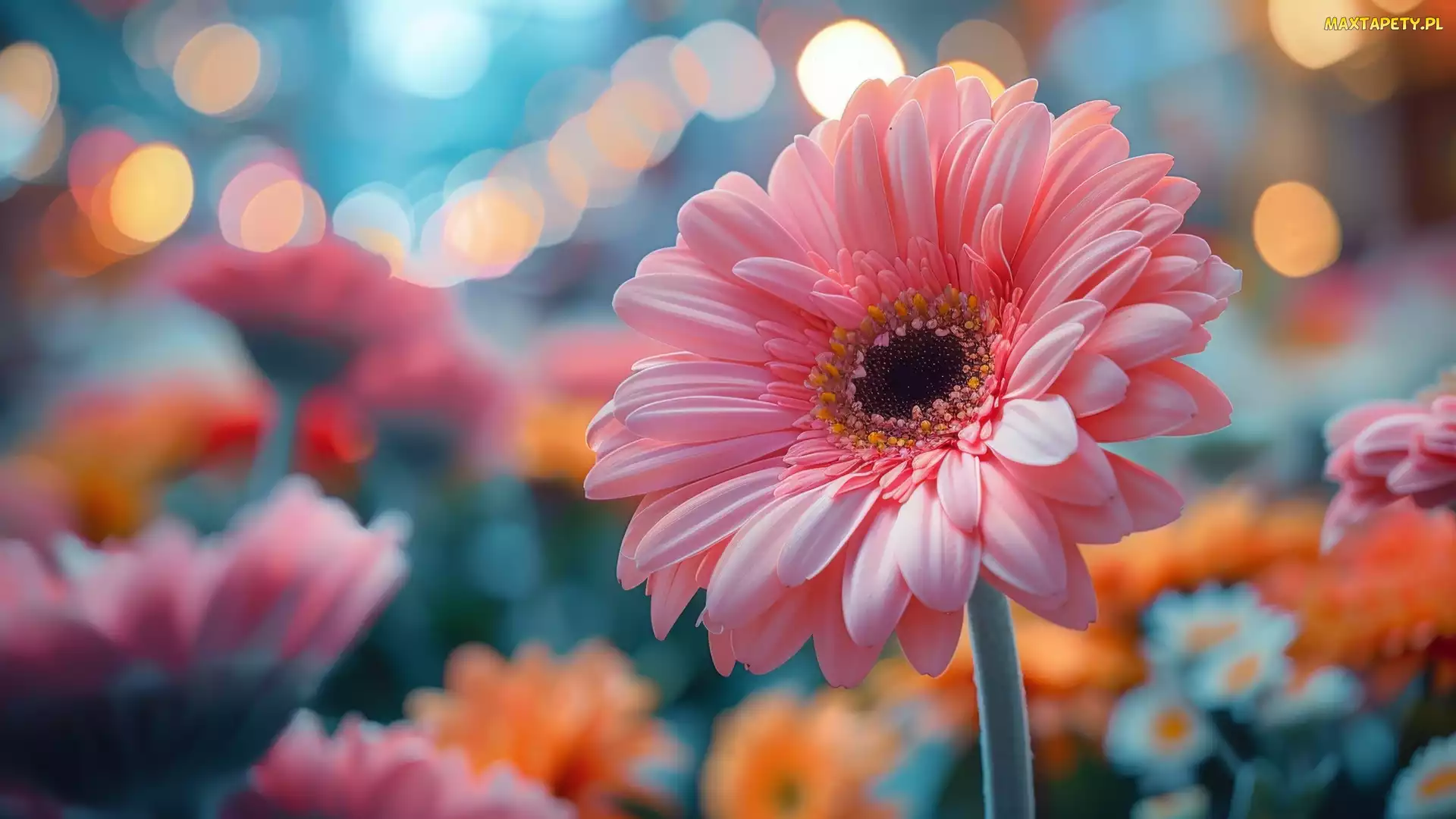 Tło, Gerbera, Kwiat, Różowa