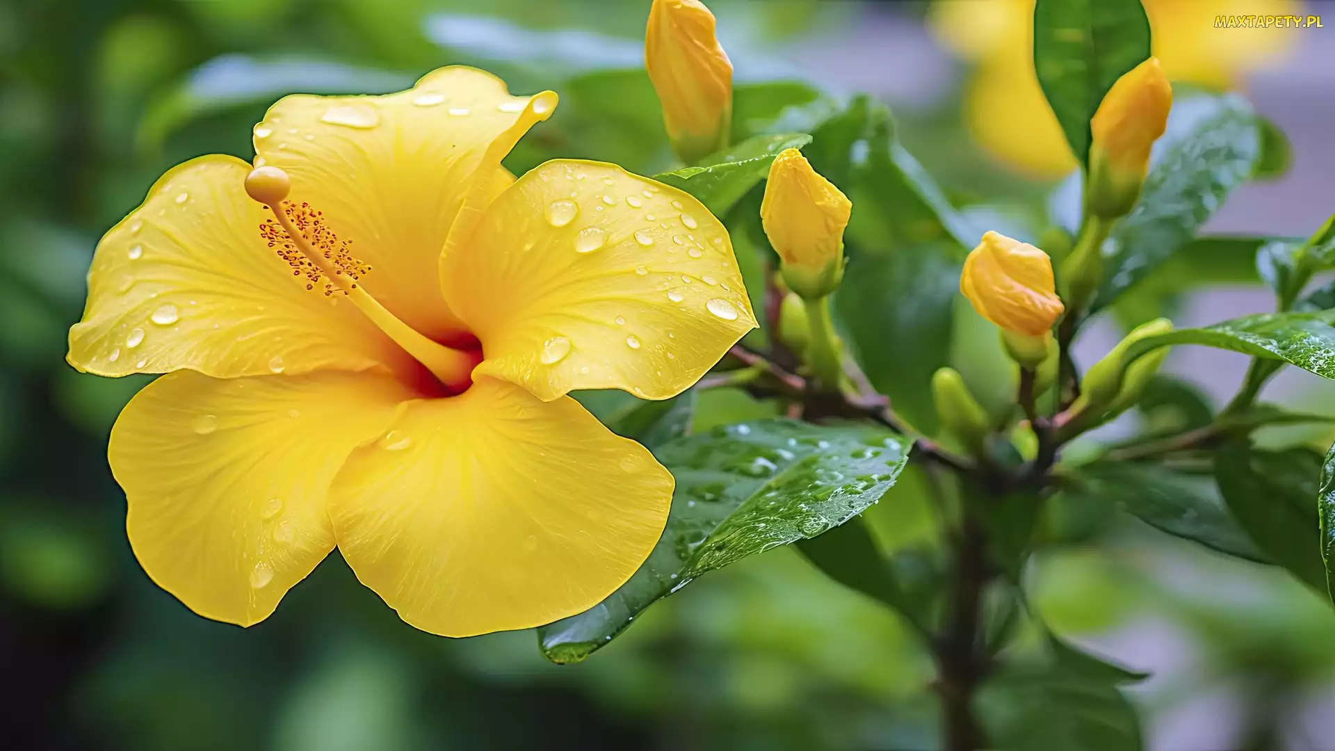 Zbliżenie, Krople, Żółty, Hibiskus