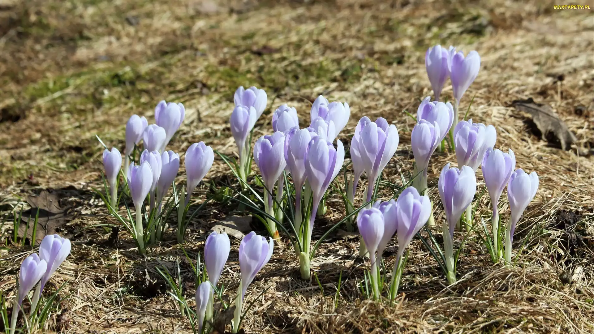 Liliowe, Pąki, Krokusy, Kwiaty