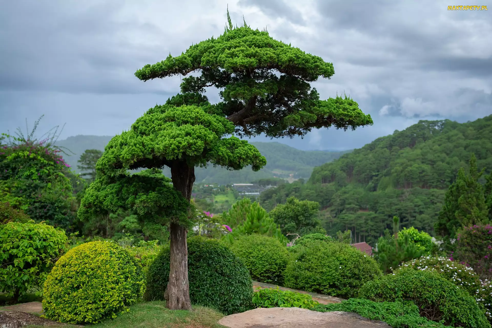 Chmury, Niebo, Drzewo, Krzewy, Bonsai, Góra, Cedr