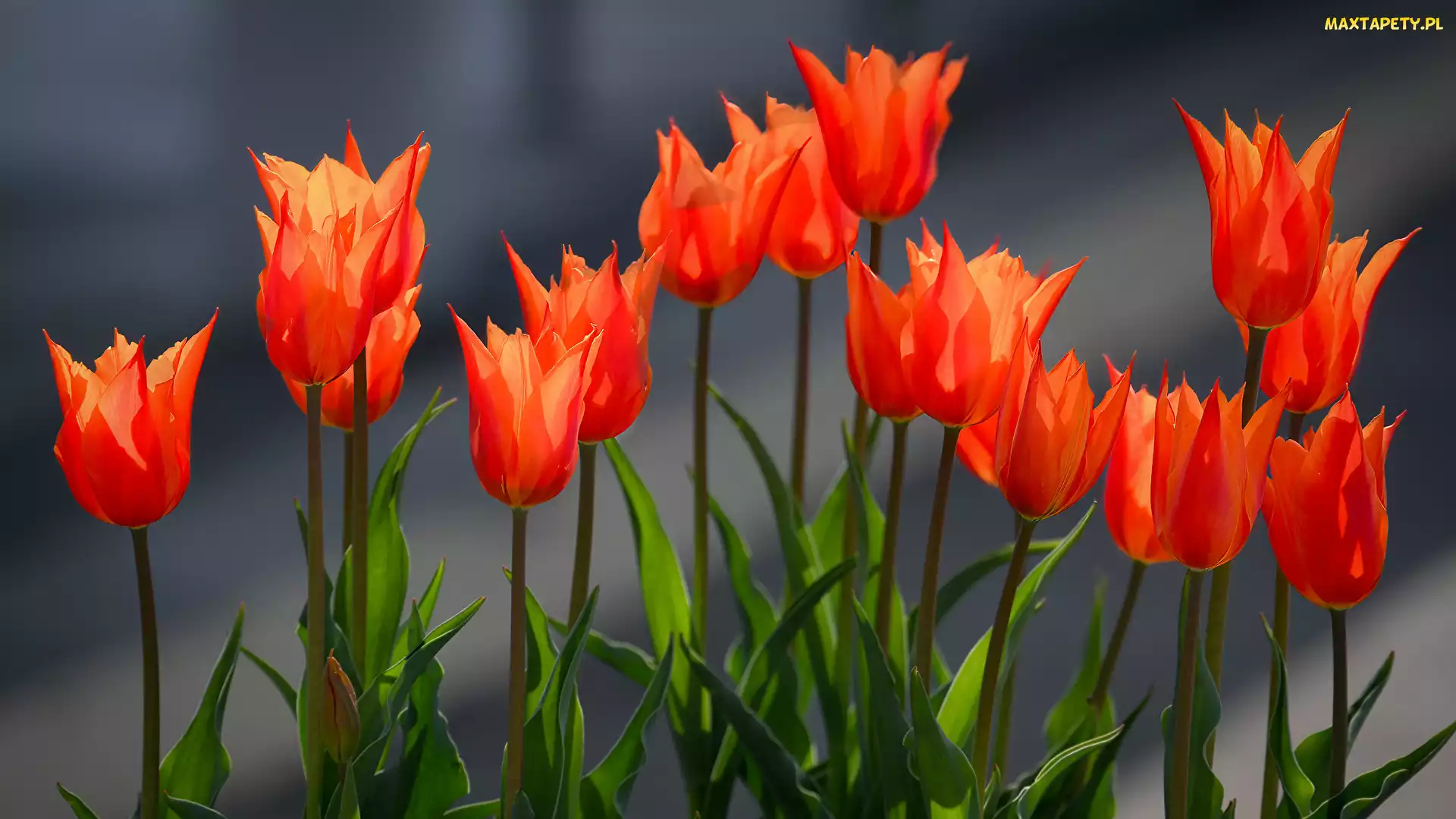 Zbliżenie, Pomarańczowo-czerwone, Kwiaty, Tulipany