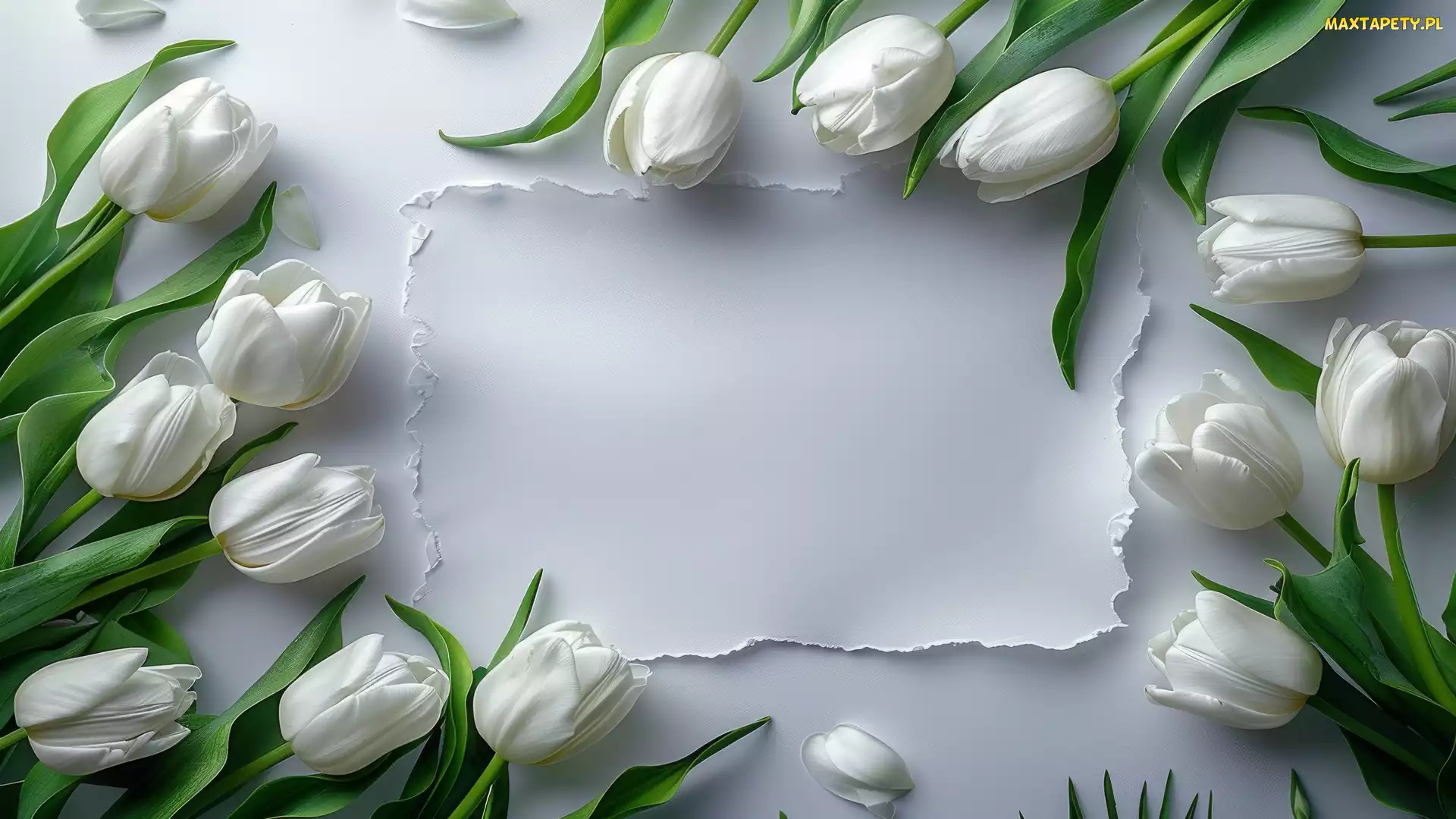Tulipany, Kartka, Białe