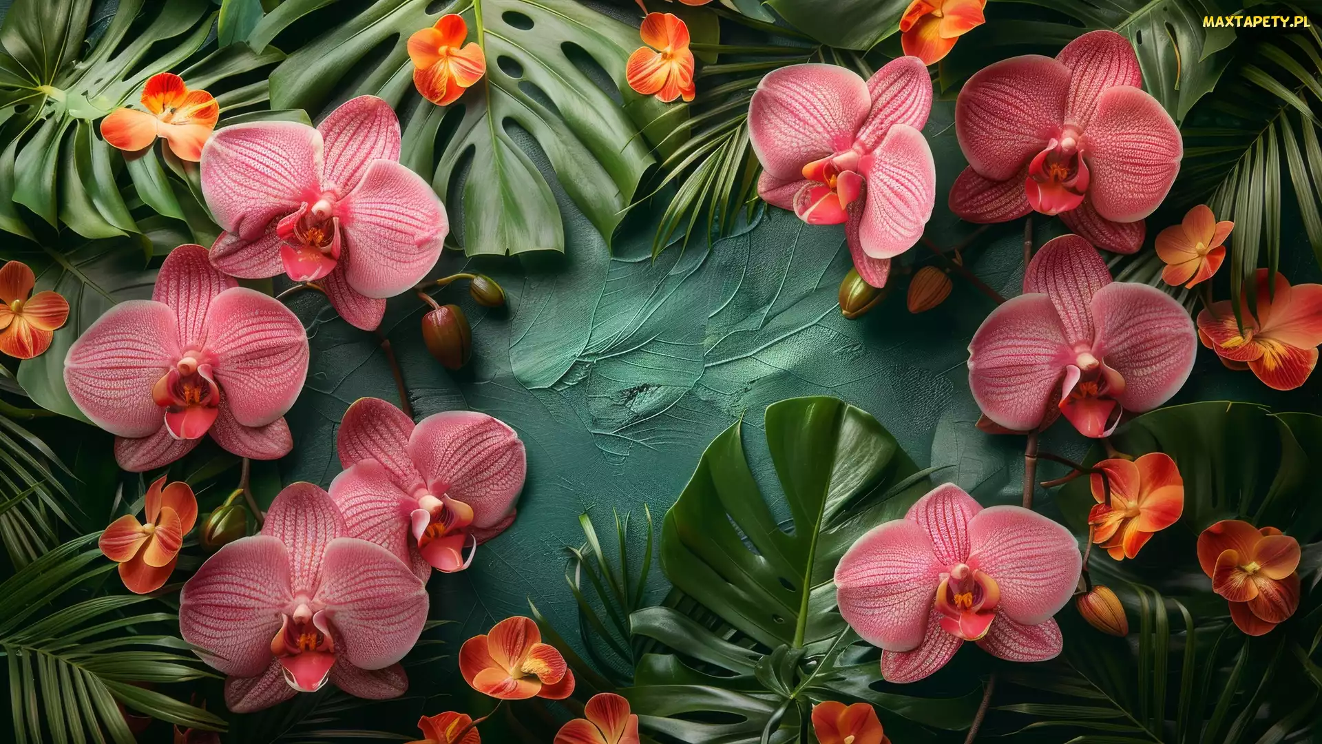 Orchidee, Monstera, Liście, Kwiaty, Storczyki