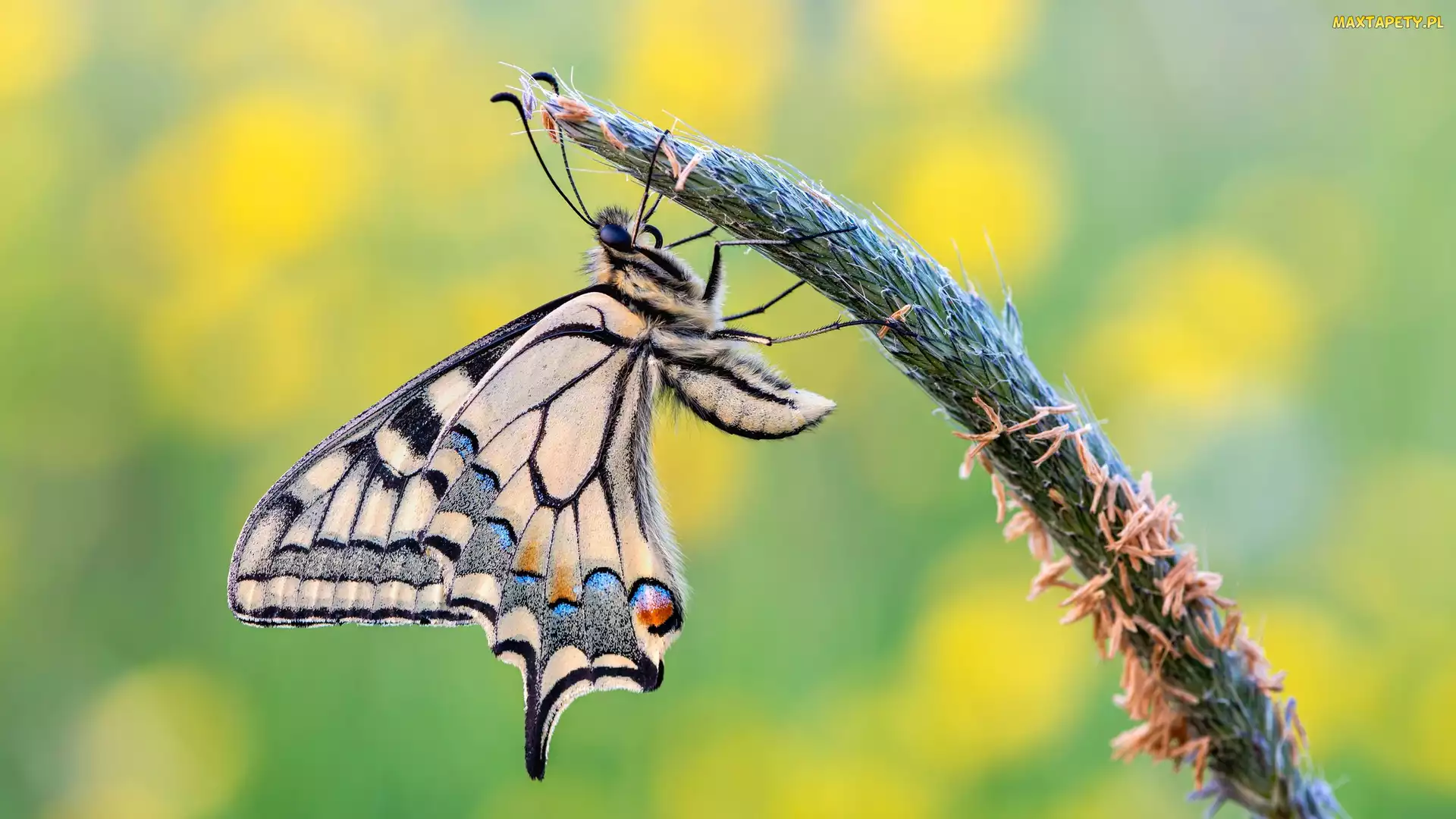 Makro, Źdźbło, Motyl, Paź królowej