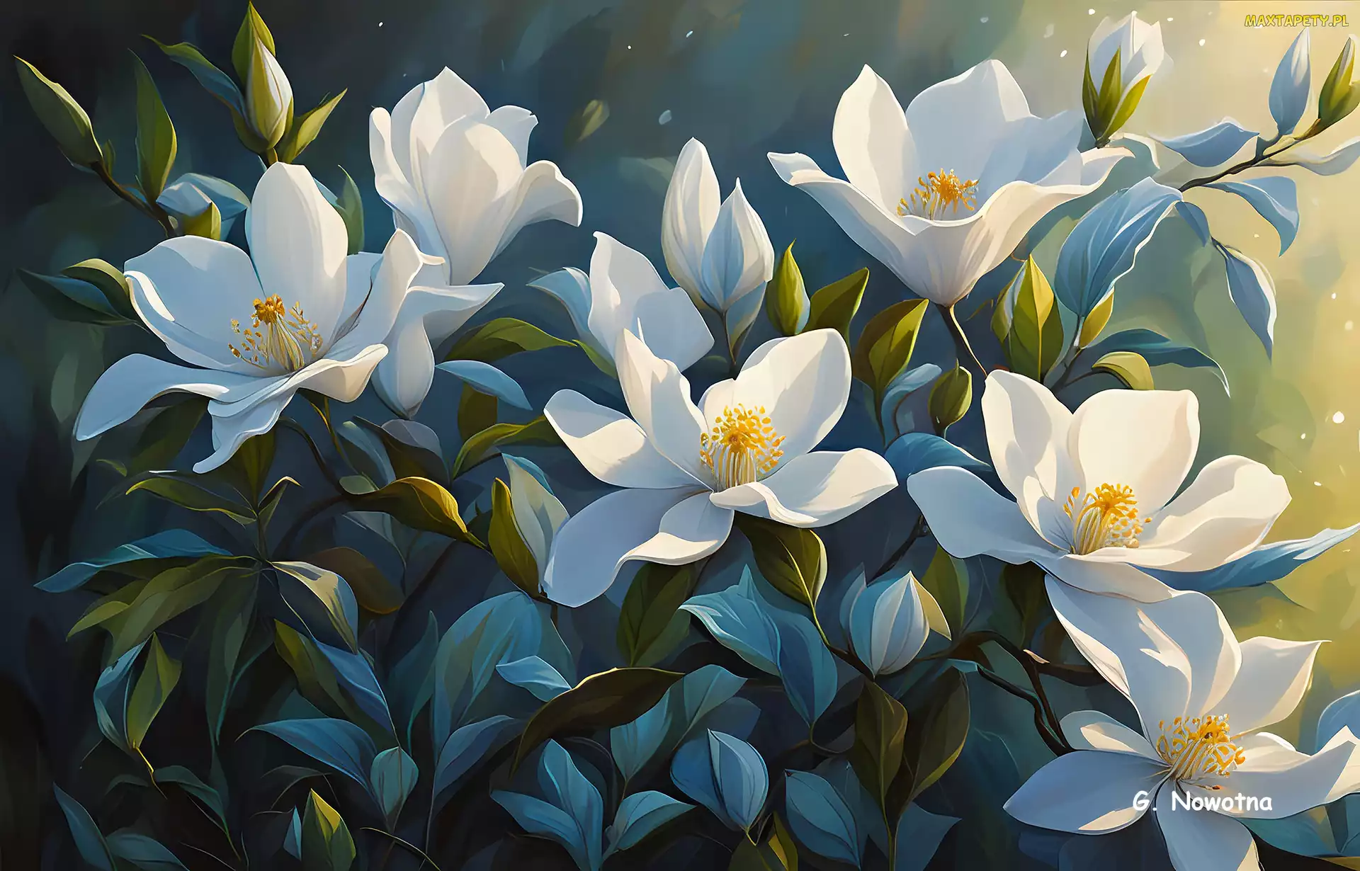Grafika, Magnolie, Białe, Kwiaty