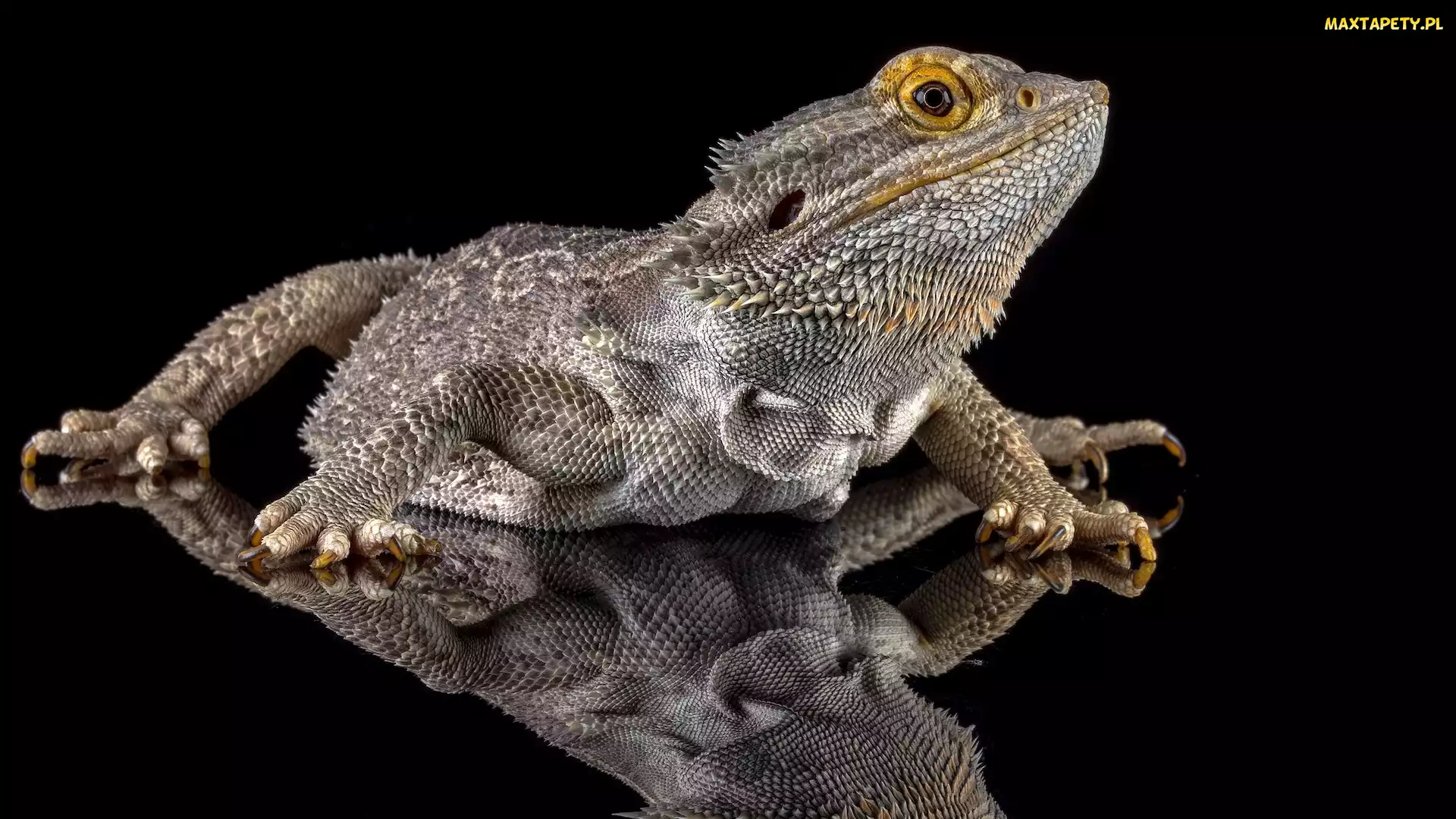 Agama brodata, Odbicie, Czarne, Tło, Jaszczurka