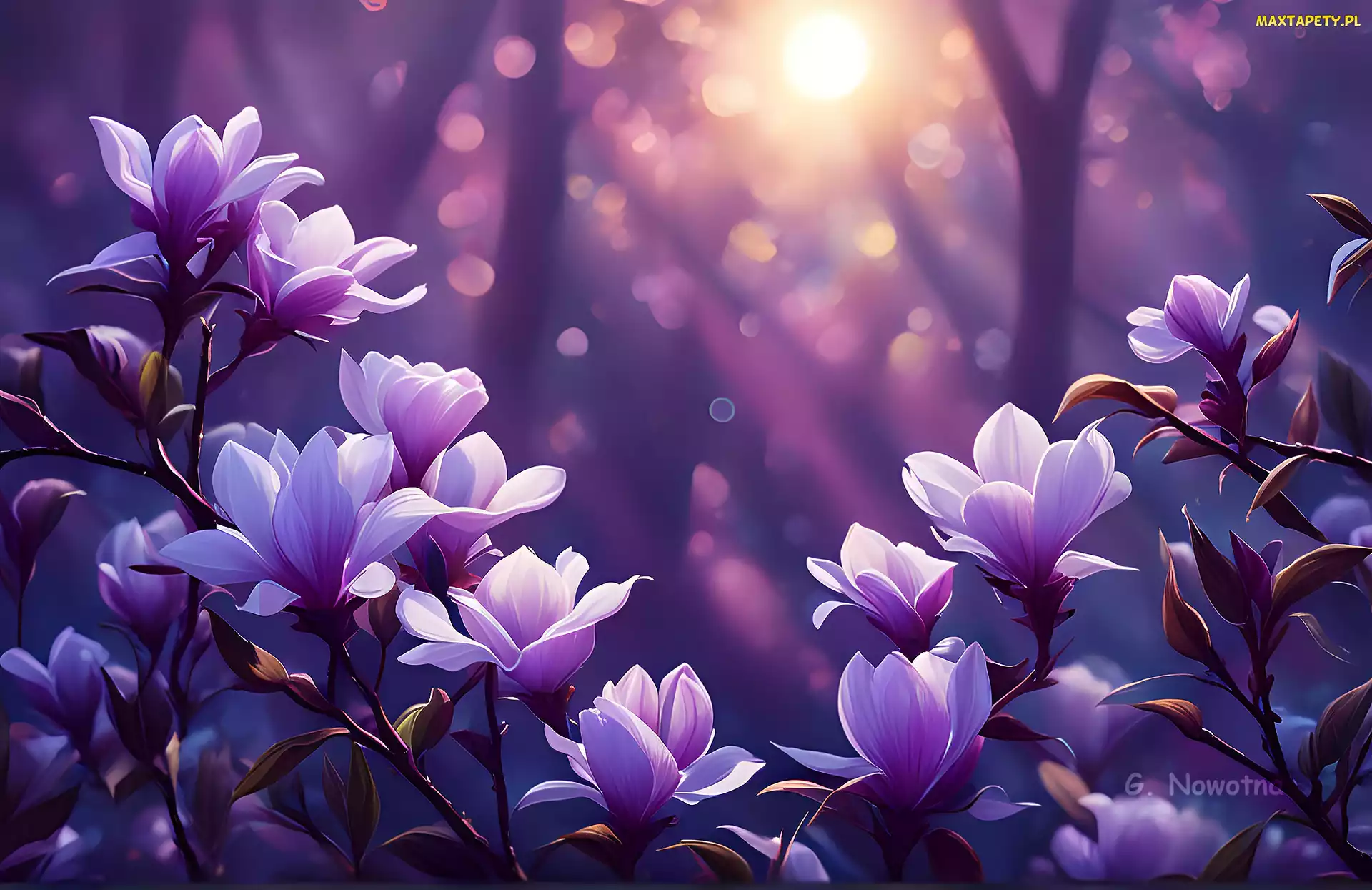 Grafika, Kwiaty, Fioletowe, Magnolie