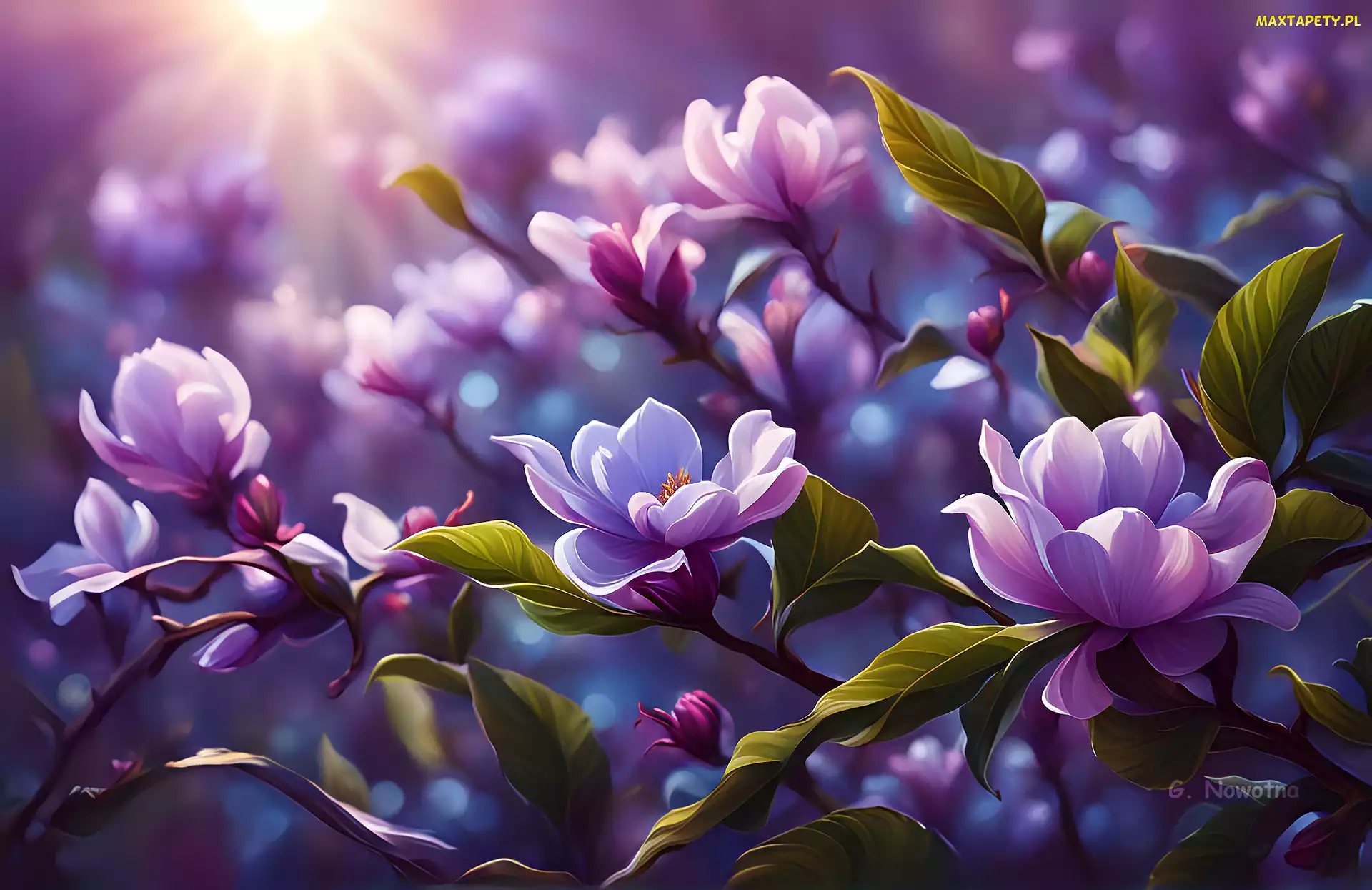 Grafika, Magnolie, Fioletowe, Kwiaty