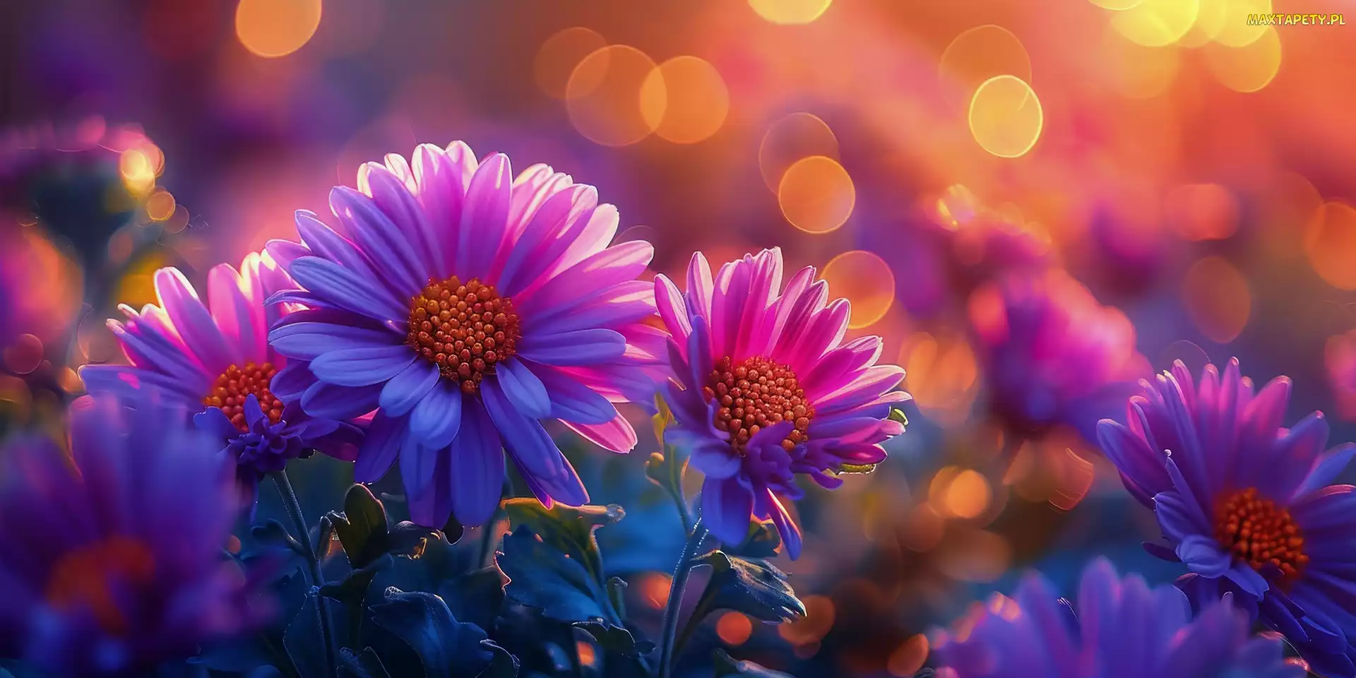 Grafika, Bokeh, Fioletowe, Kwiaty, Astry, Światło