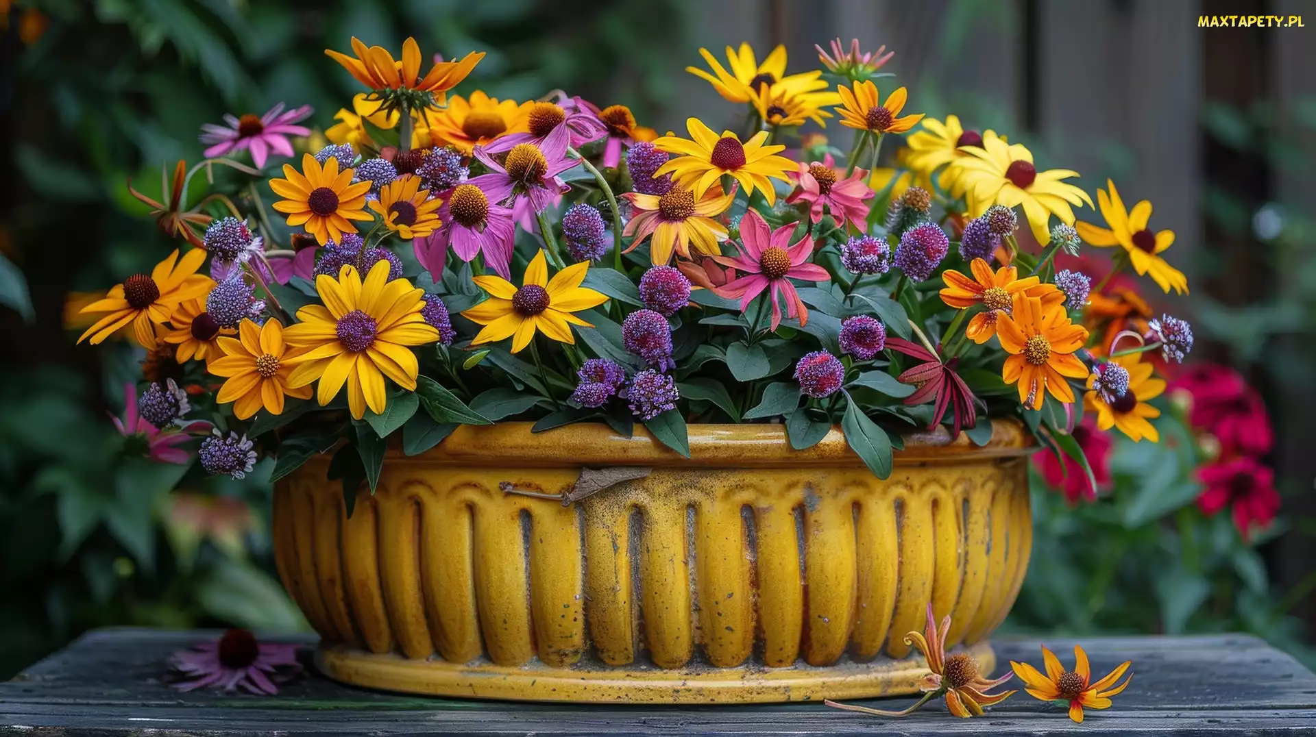 Donica, Żółta, Kwiaty, Kolorowe, Rudbekia, Dalia