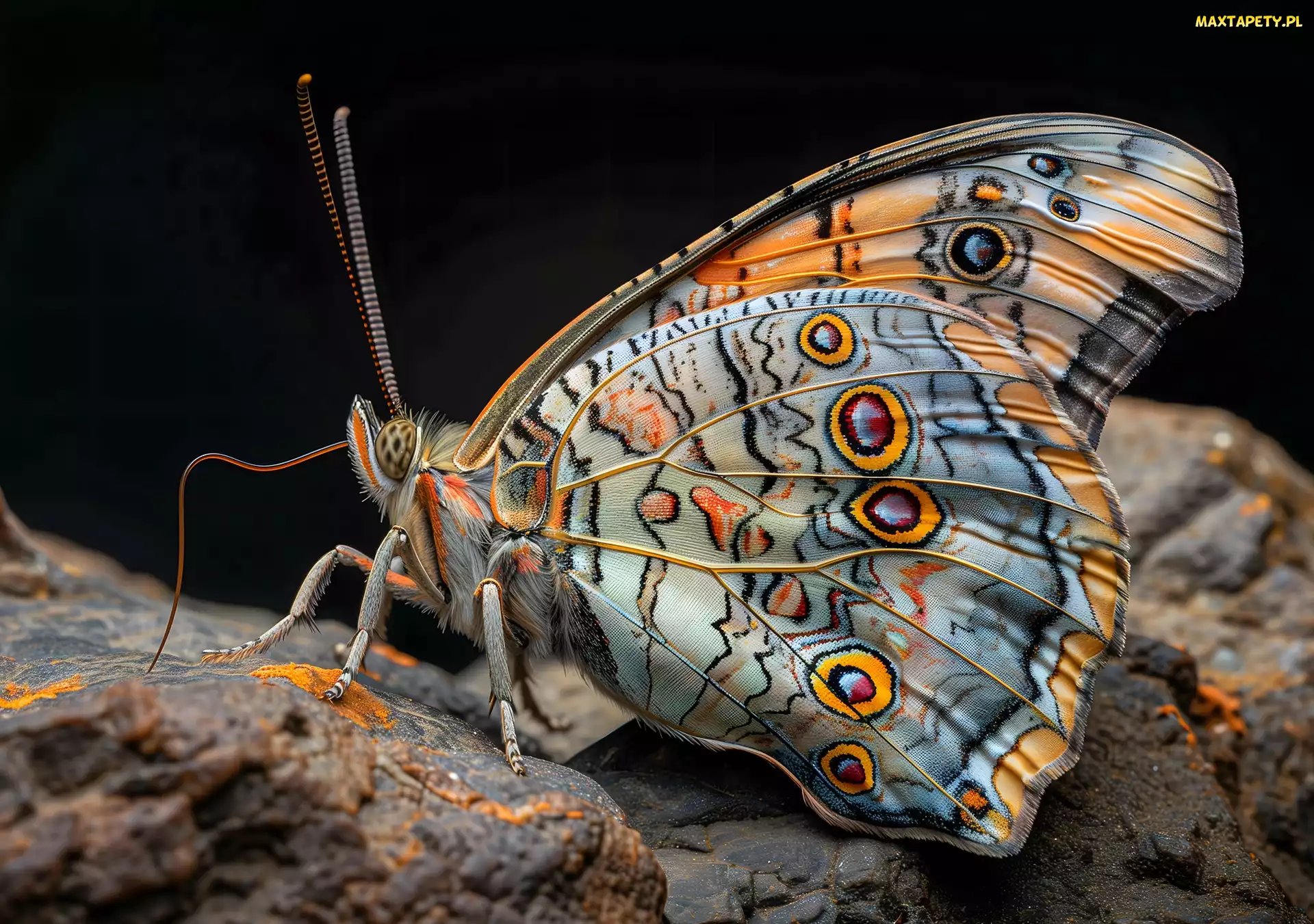 Kamienie, Grafika, Tło, Czarne, Motyl