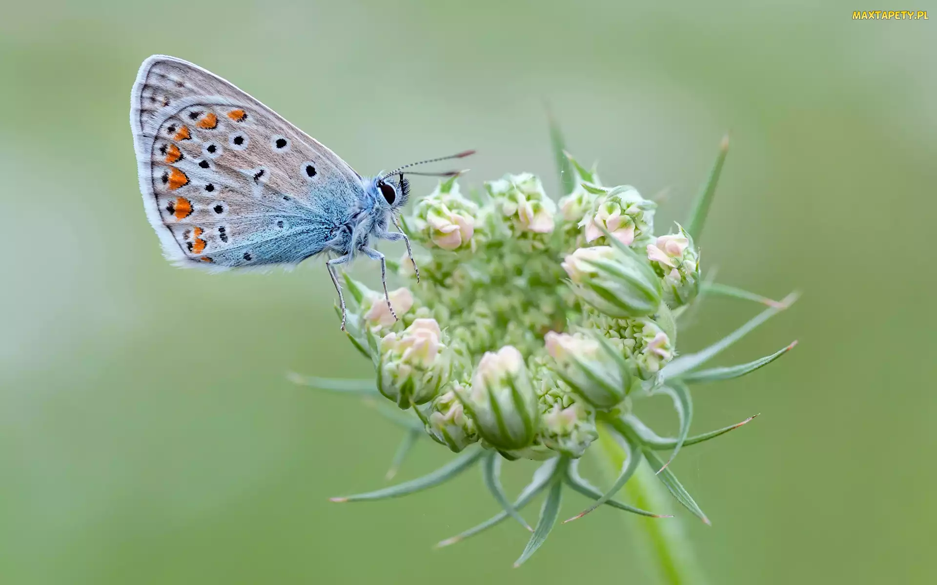 Motyl, Zbliżenie, Roślina, Modraszek ikar, Owad