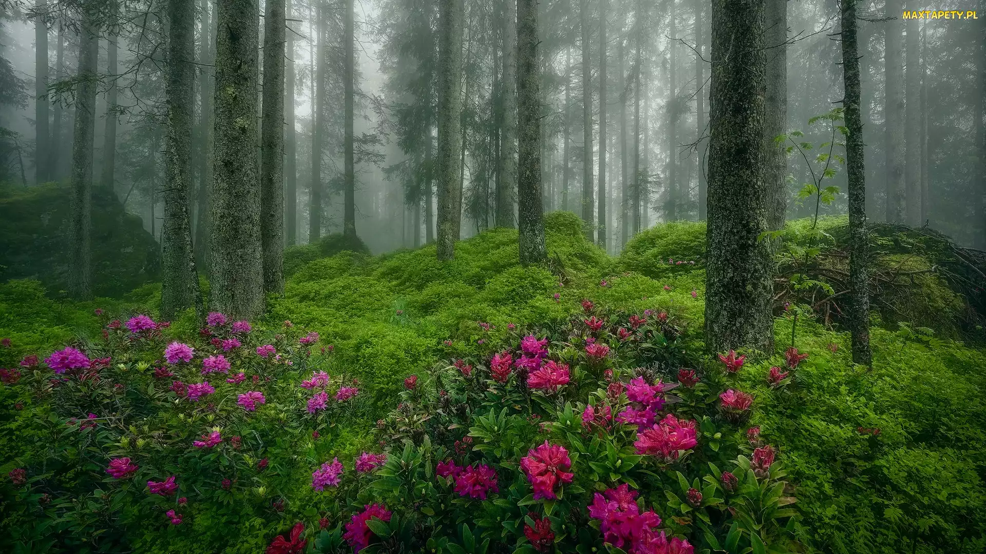 Rododendrony, Kwiaty, Drzewa, Różanecznik, Krzewy, Las, Mgła