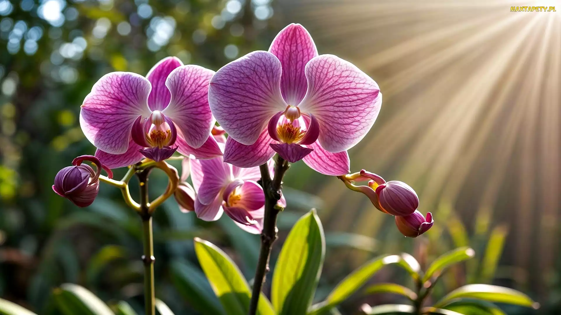 Orchidea, Grafika, Promienie słońca, Kwiaty, Storczyki
