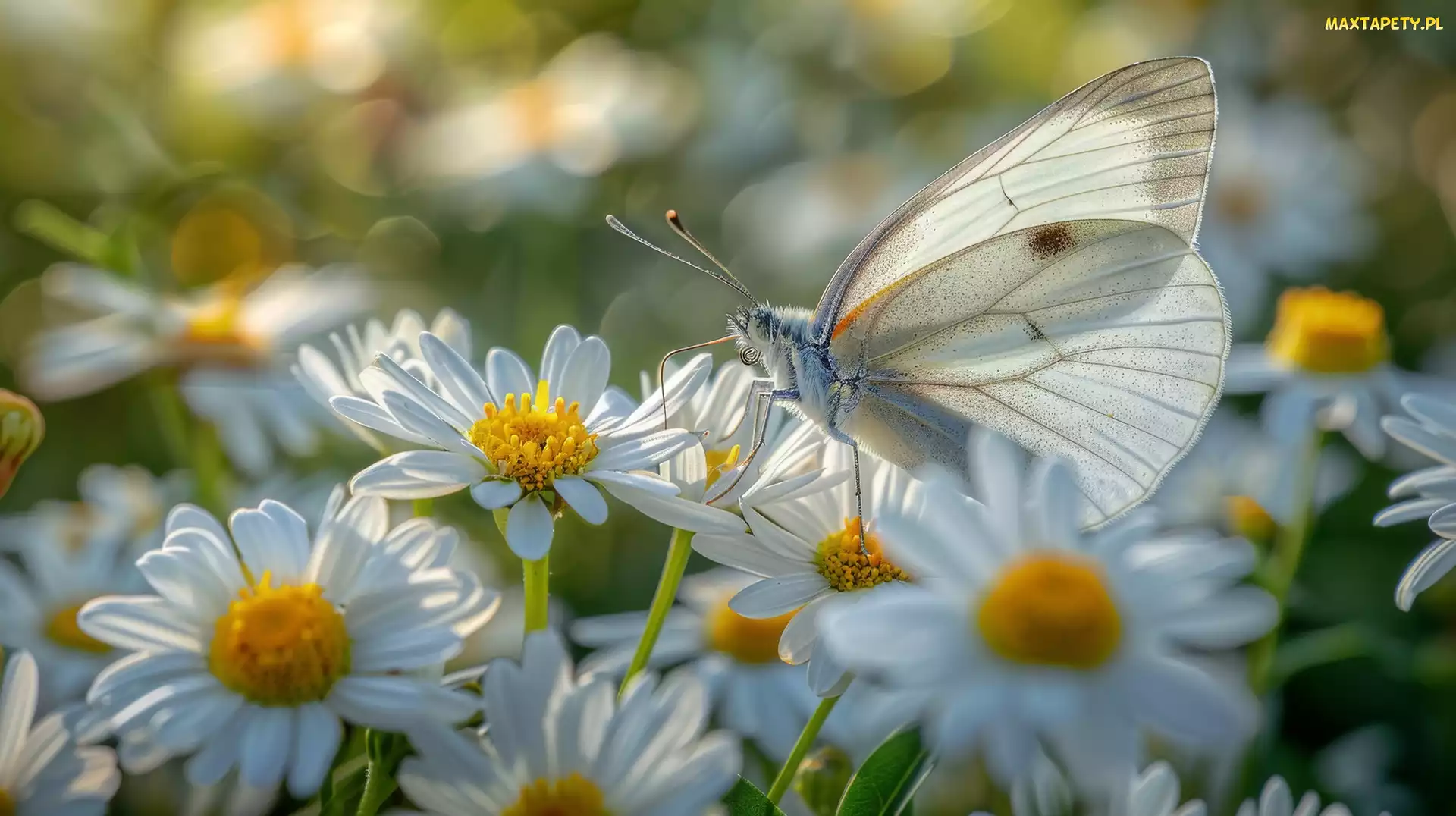 Grafika, Światło, Bielinek kapustnik, Motyl, Białe, Kwiaty