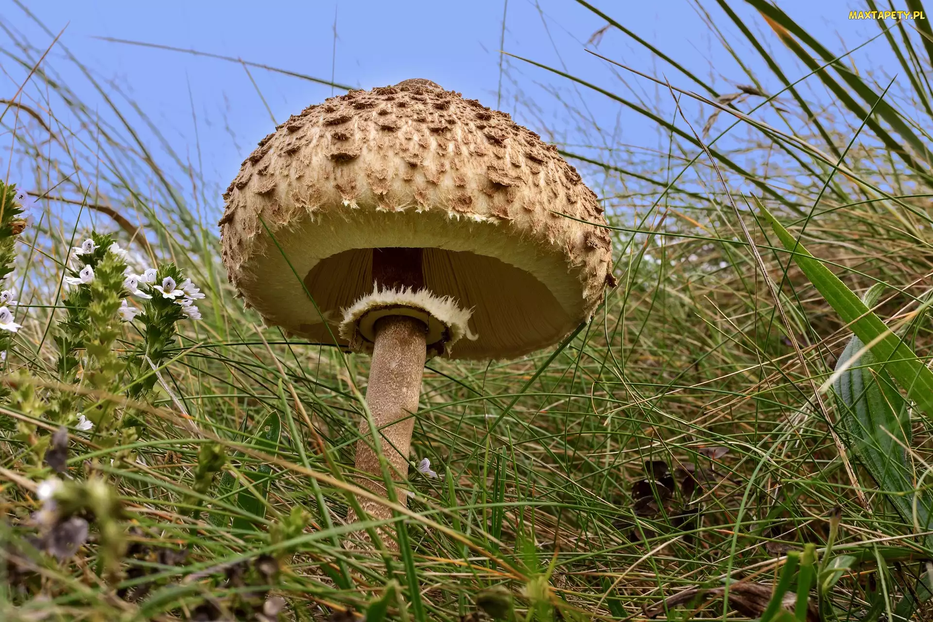Źdźbło, Trawa, Grzyb, Czubajka kania