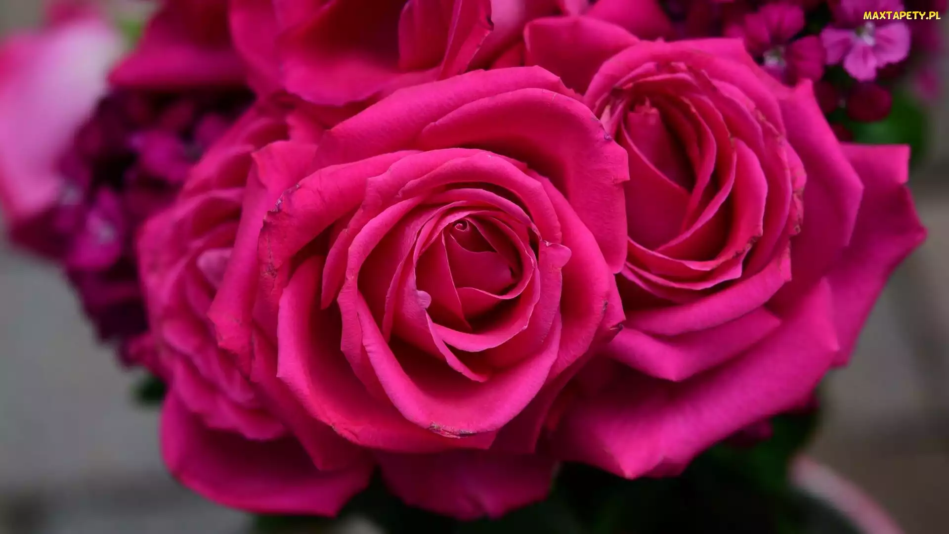 Kwiaty, Płatki, Różowe, Pąki, Róże